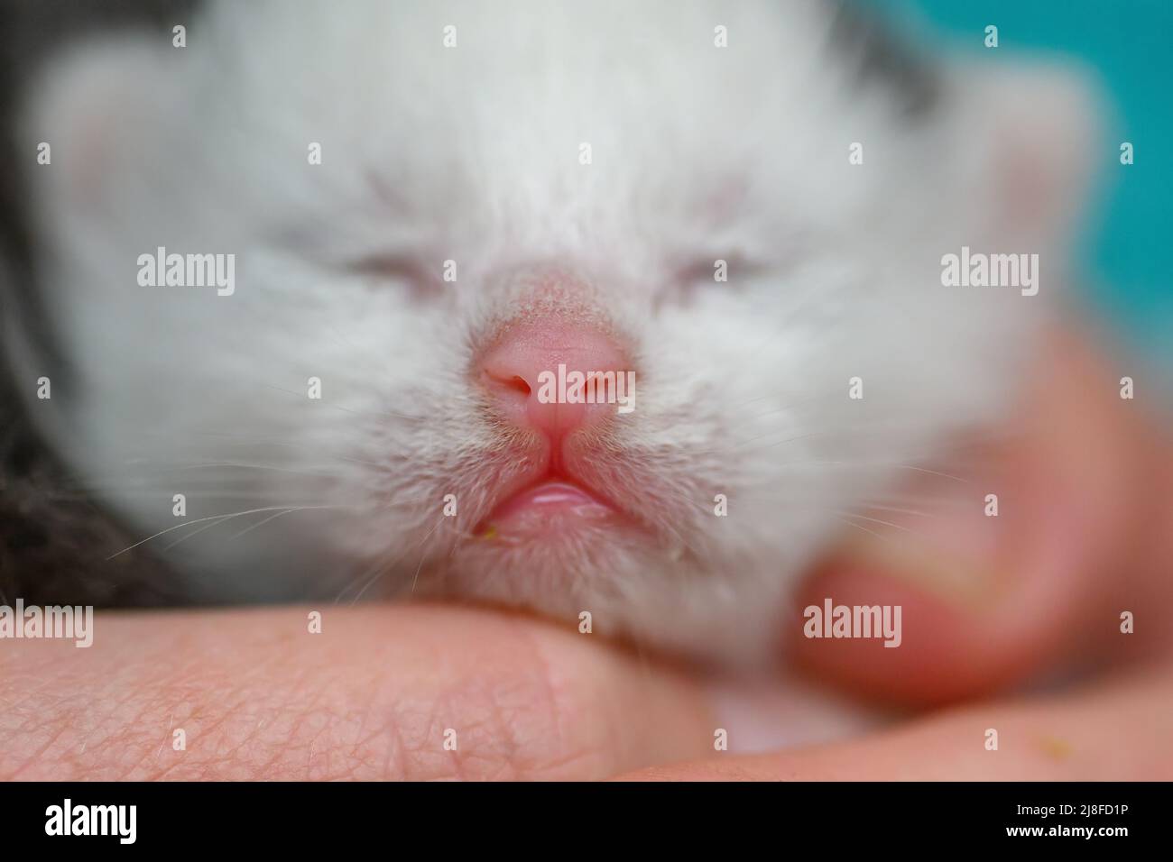 Chaton nouveau-né dormant à la main, prise de vue macro se concentrant sur le nez du chat Banque D'Images