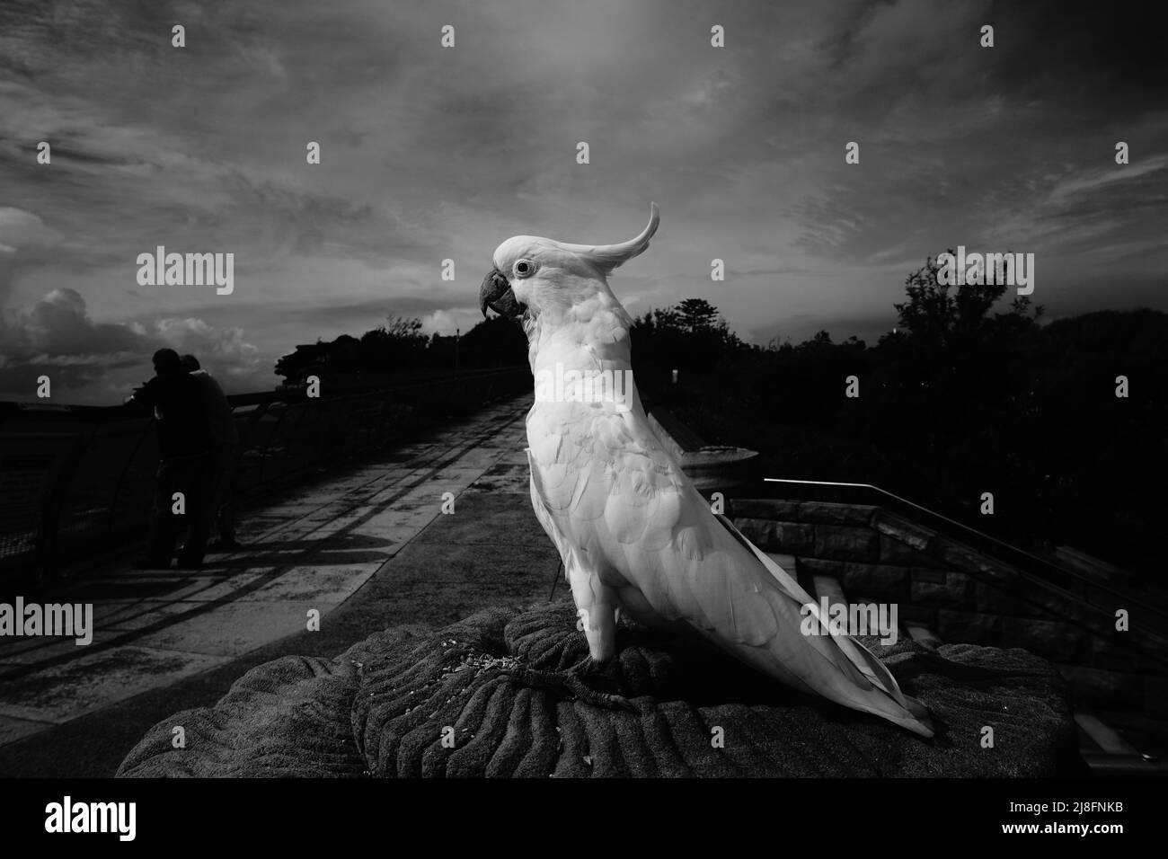 Vue à contraste élevé d'un Cockatoo à soufre-crête qui arpente son environnement Banque D'Images