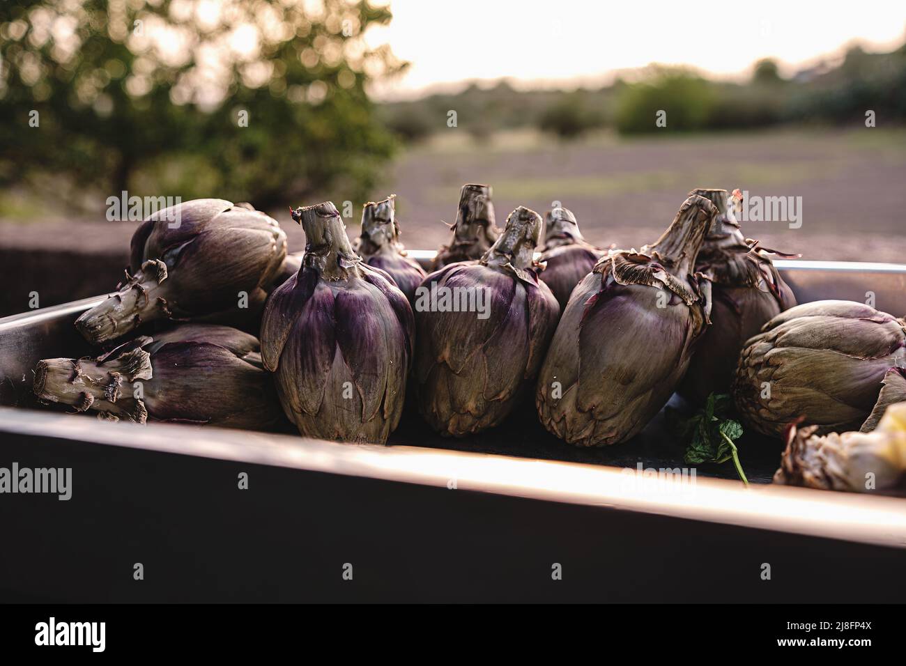 Artichauts à la vapeur, un plat pauvre de la tradition culinaire paysanne, disposés dans un plateau en bois et photographiés au coucher du soleil de printemps Banque D'Images