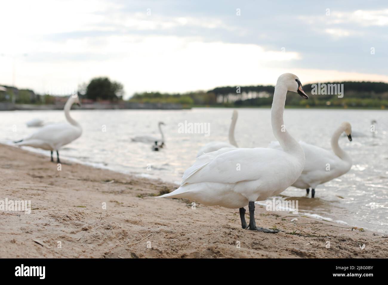 Des cygnes blancs gracieux sur le lac. Muets, scène de la faune Banque D'Images