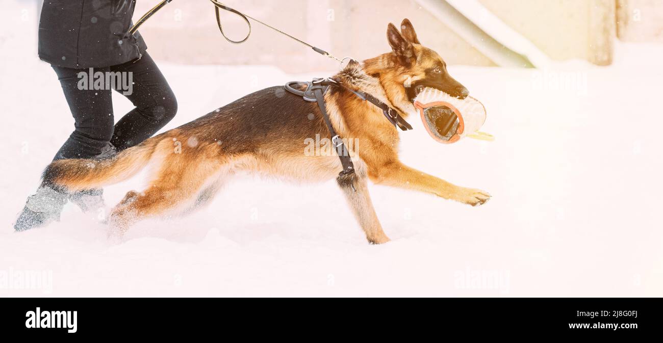 Entraînement du chien de loup alsacien. Attaque et défense. Saison d'hiver. Banque D'Images