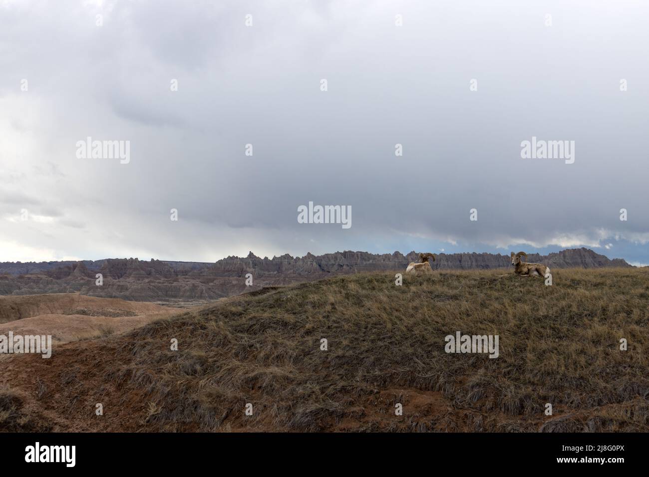 Les grands moutons à cornes se détendent sur une colline au parc national des Badlands, dans le Dakota du Sud Banque D'Images