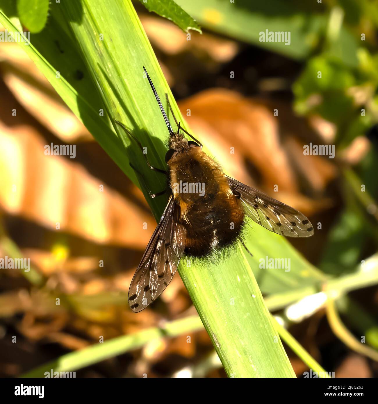 Les abeilles à pois volent au repos sur une feuille d'herbe Banque D'Images