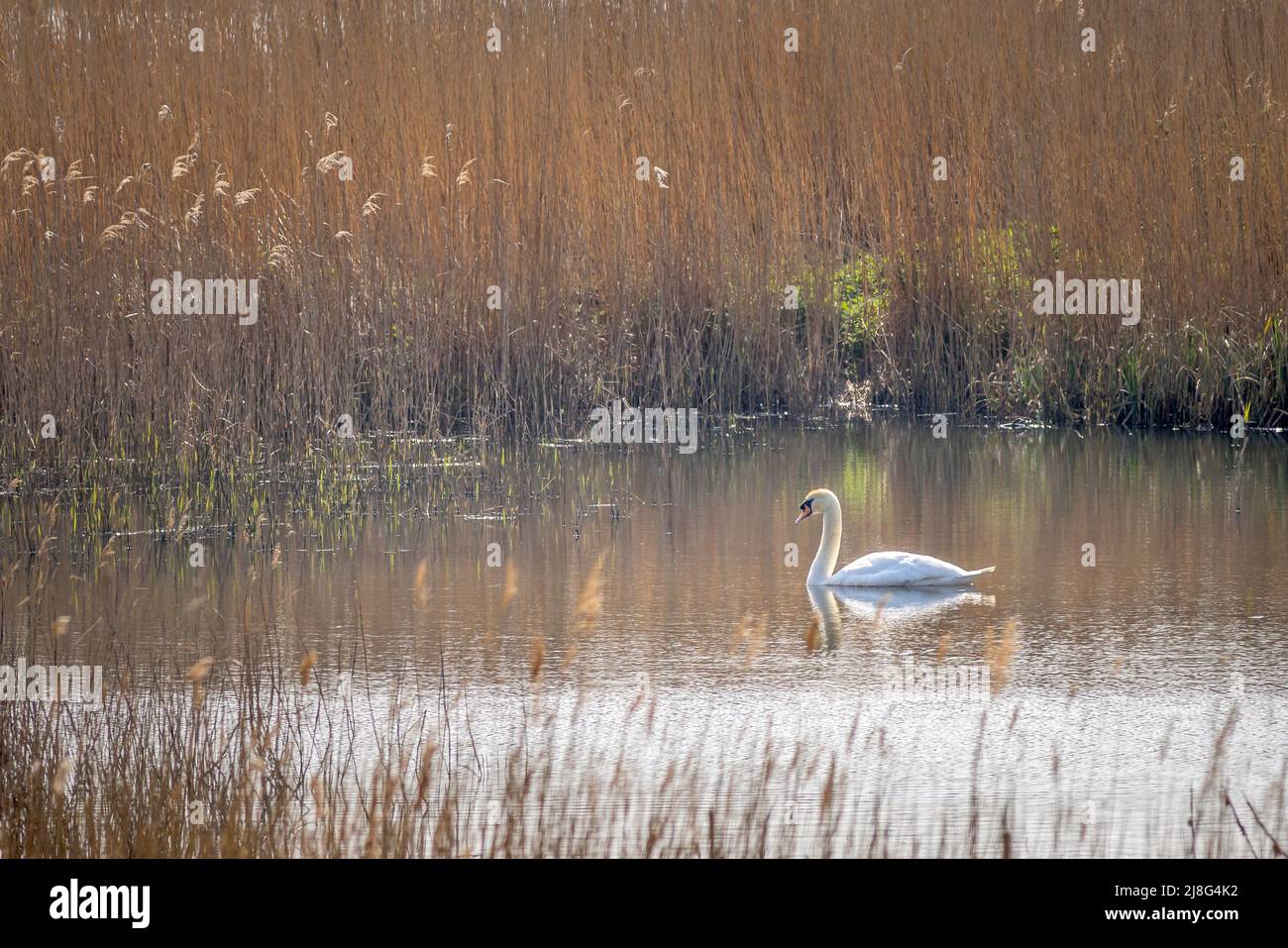 Mute swan (Cygnus olor) sur le lac Banque D'Images