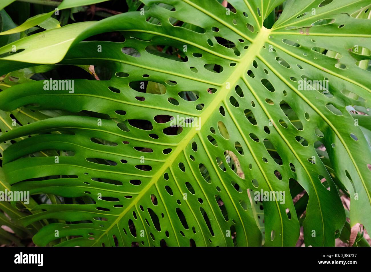 Feuille géante d'une Monstera deliciosa également connue sous le nom de fabrique de fromage suisse Banque D'Images