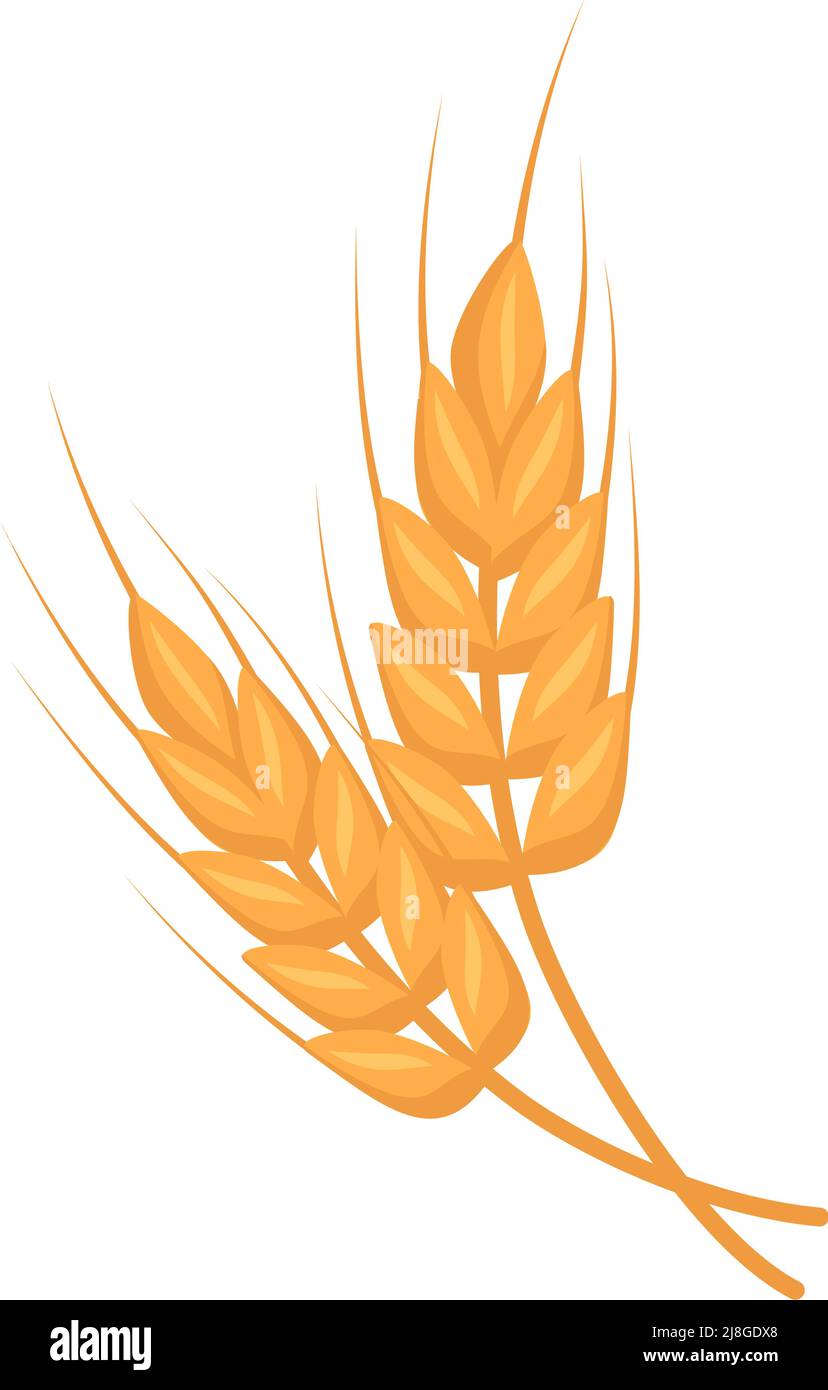 Oreille d'or de blé, grains pour faire de la farine, pain à pâte et autres aliments. Illustration vectorielle plate Illustration de Vecteur