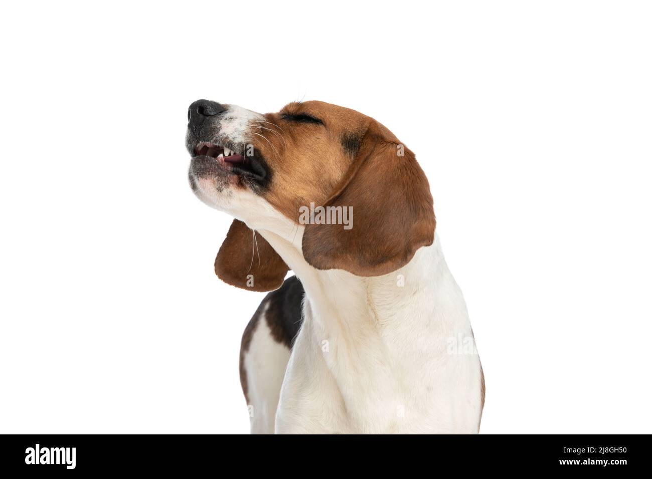 vue latérale d'un chien de beagle se sentant agacé et aboyant à quelque chose contre fond blanc de studio Banque D'Images