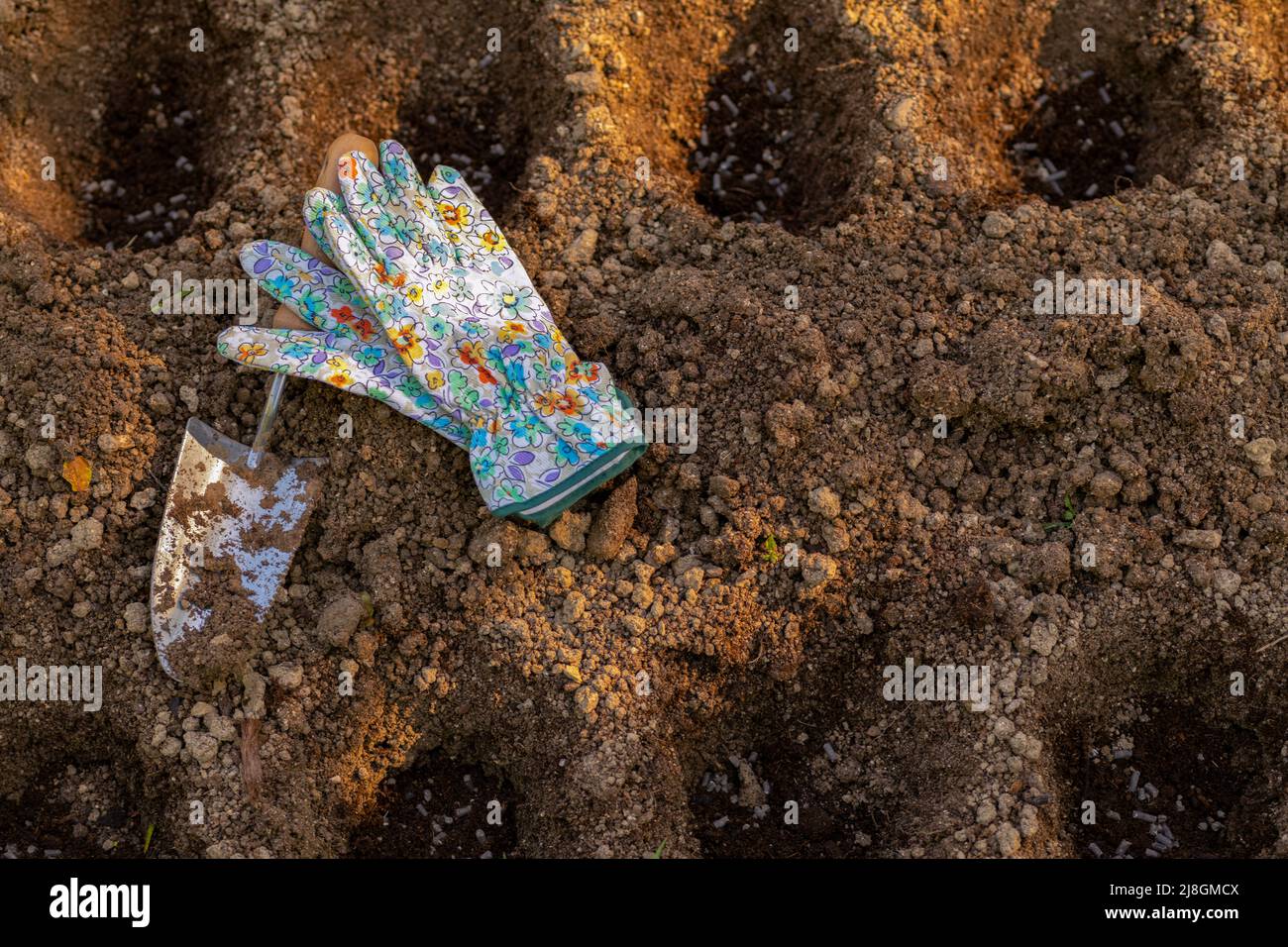 Jardinage. Préparation du sol avant la plantation dans le jardin. Creuser des trous, en ajoutant des pellets de fumier de poulet et du compost. Jardinage biologique, écologique f Banque D'Images