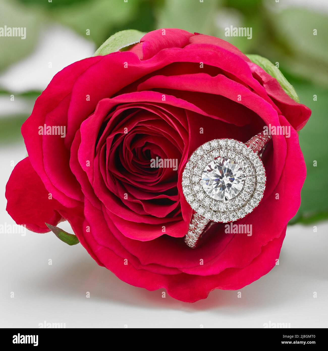 Rose rouge et bague en diamant bague de fiançailles de Saint-Valentin photo avec pétales et fond de feuille verte. Banque D'Images