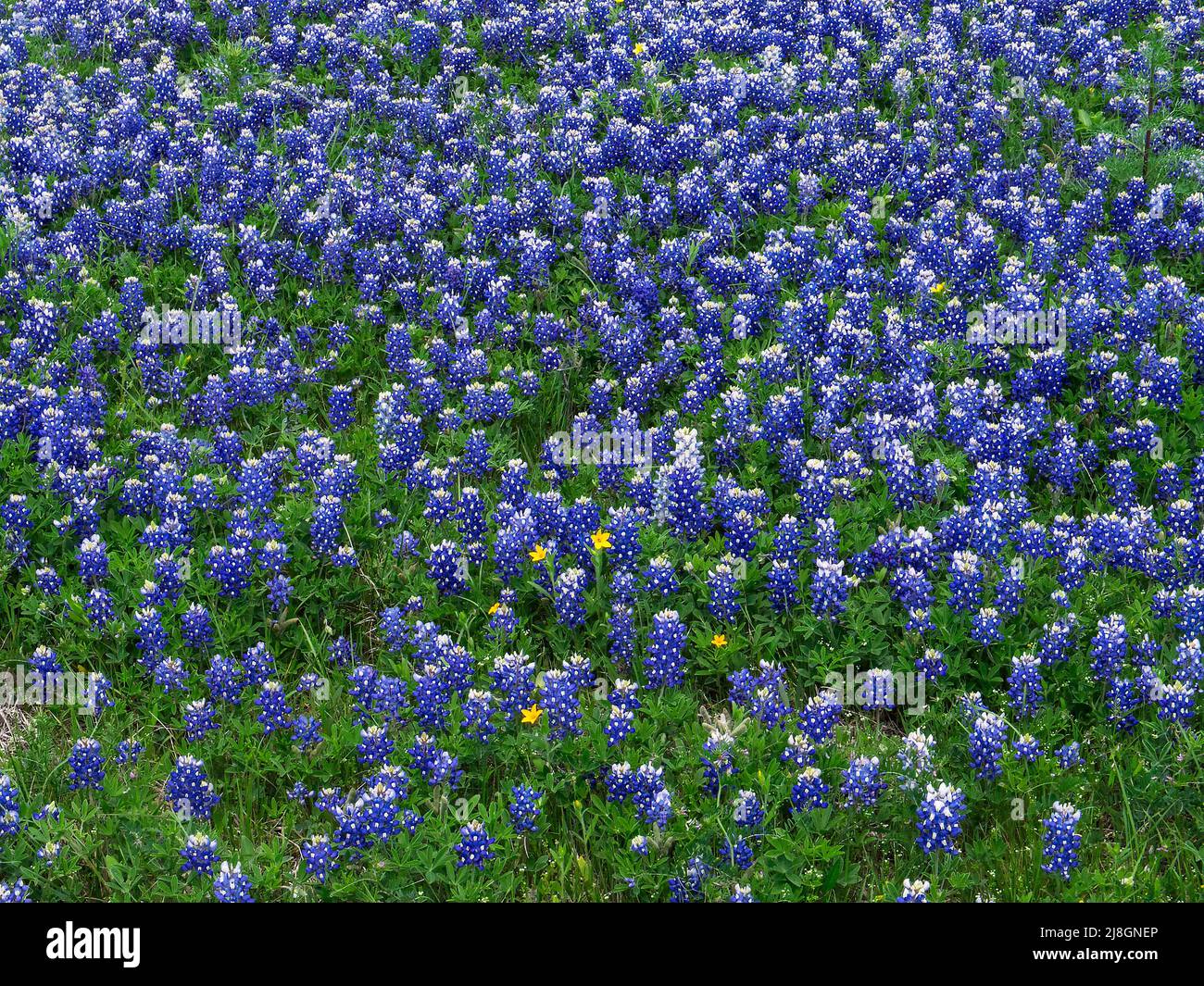 Bonnets bleus. Banque D'Images