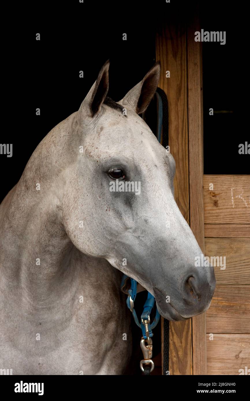 Cheval gris B. Banque D'Images