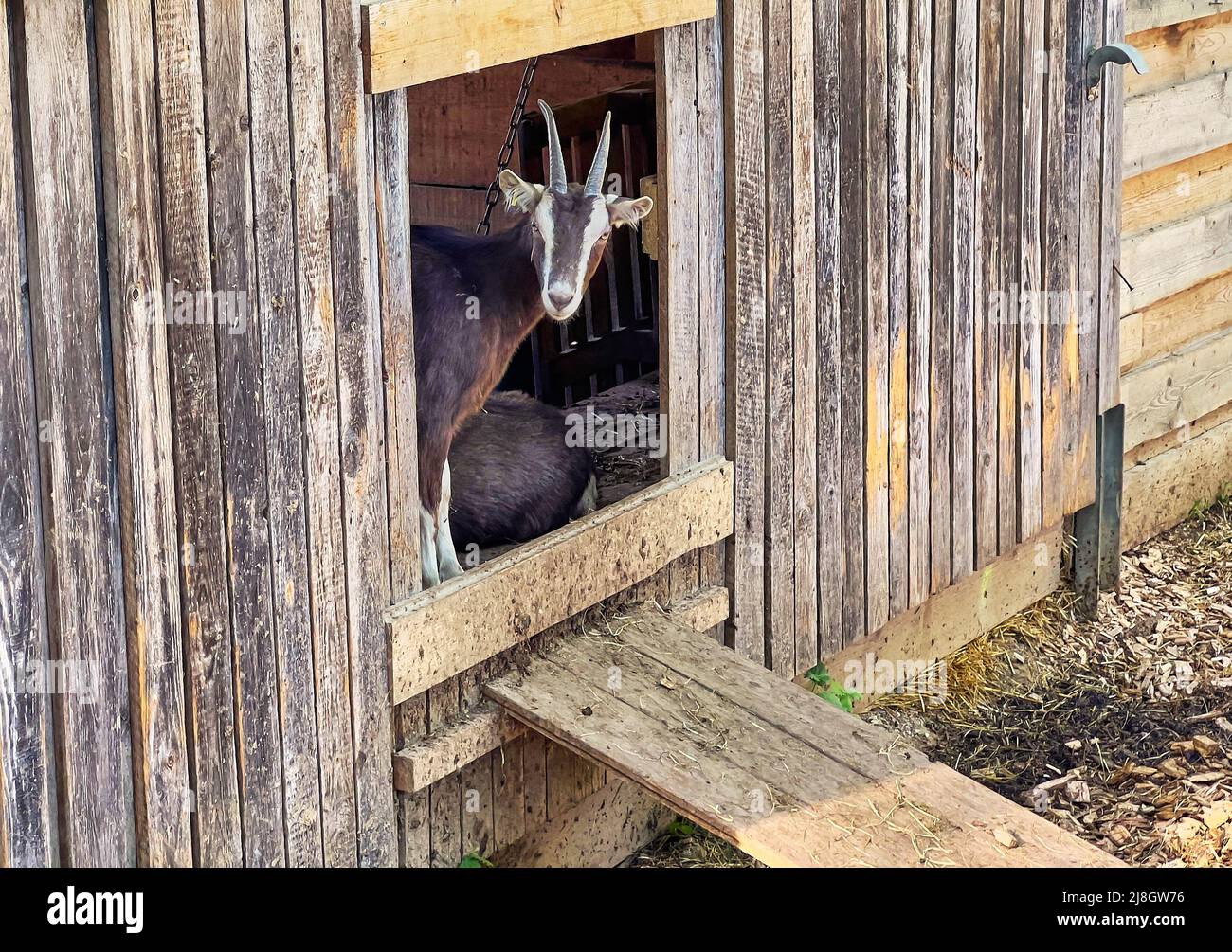 Chèvres et leurs descendants à Pfaffenhofen an der ILM, Scheyern, Allemagne, 12 mars 2022. © Peter Schatz / Alamy Live News Banque D'Images