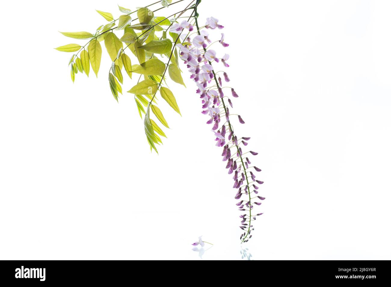 Branche de Wisteria, belle fleur de printemps, isolée sur fond blanc Banque D'Images