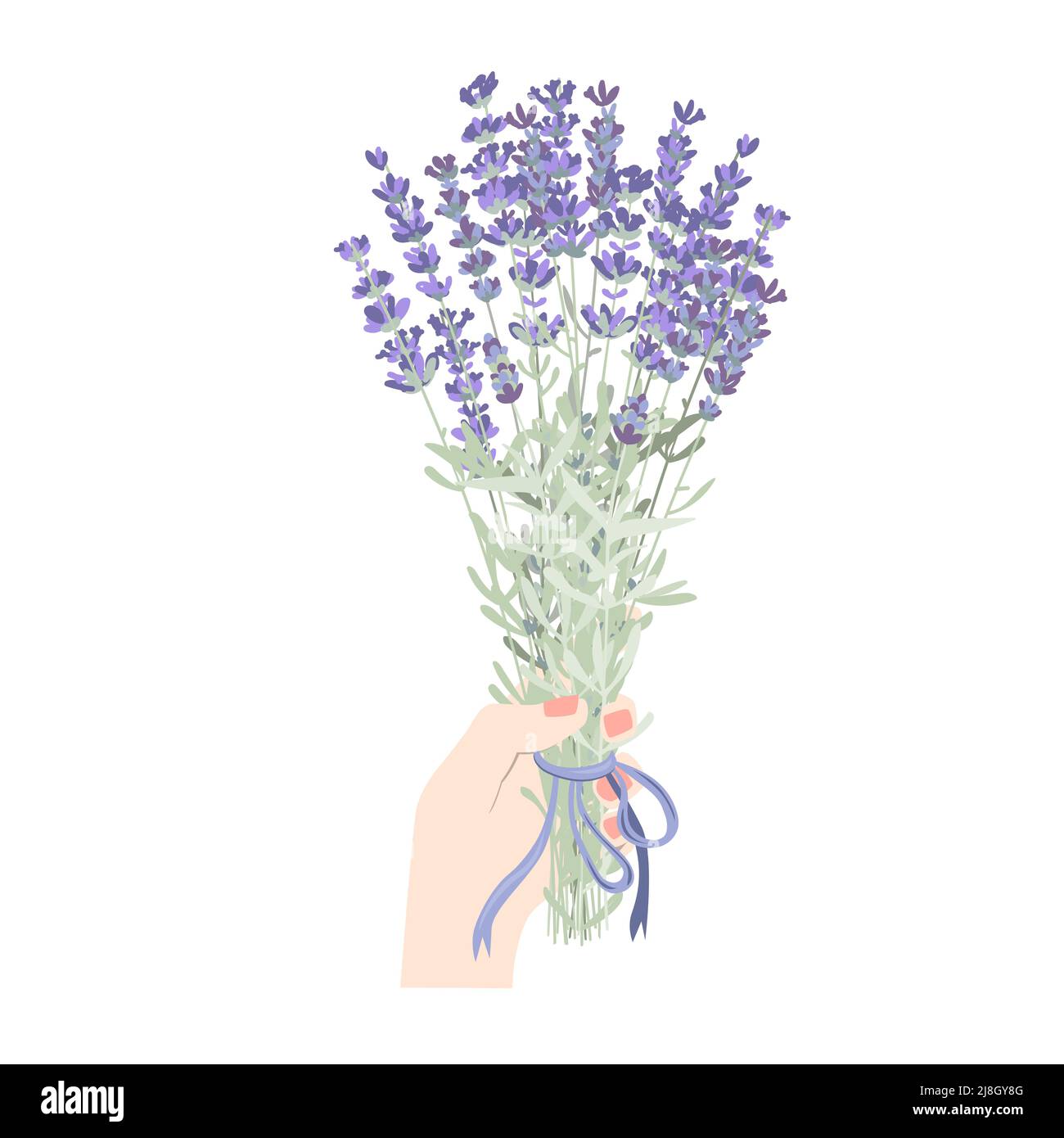 Main femelle tenant un bouquet de lavande en fleur. Main de femme avec fleurs lavandula isolées sur fond blanc. Élément floral botanique vectoriel plat Illustration de Vecteur