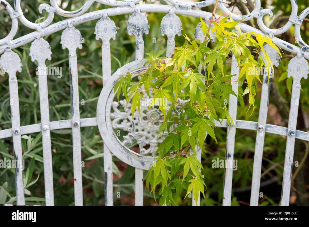 Acer Palmatum Katsura. Feuilles d'érable japonais traversant un siège de jardin en métal. ROYAUME-UNI Banque D'Images