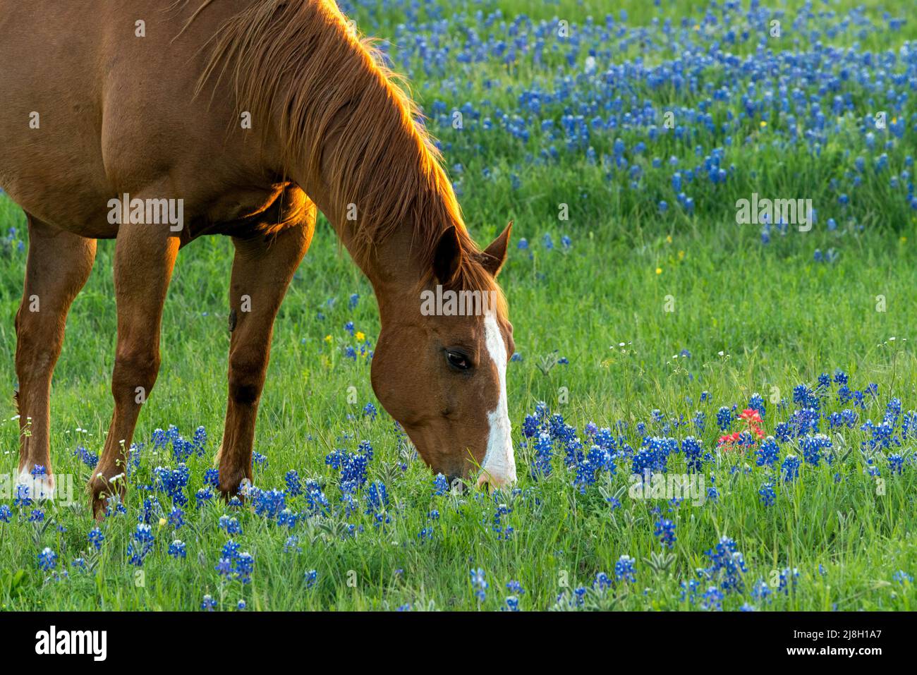 Cheval avec Bluebonnets près de San Antonio, Texas Banque D'Images