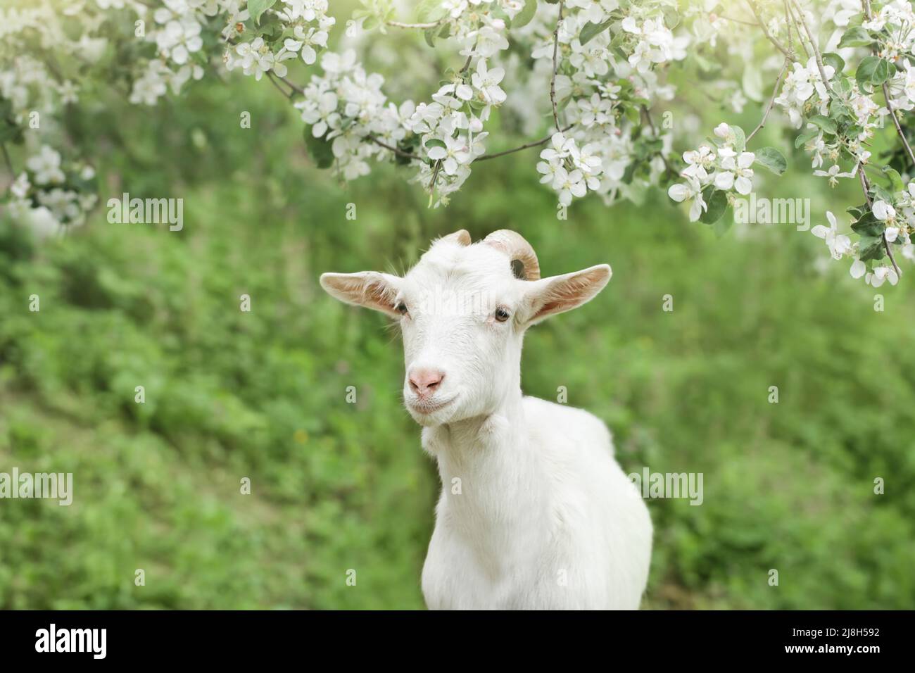 Joli portrait de chèvre blanc sur fond de fleurs Banque D'Images