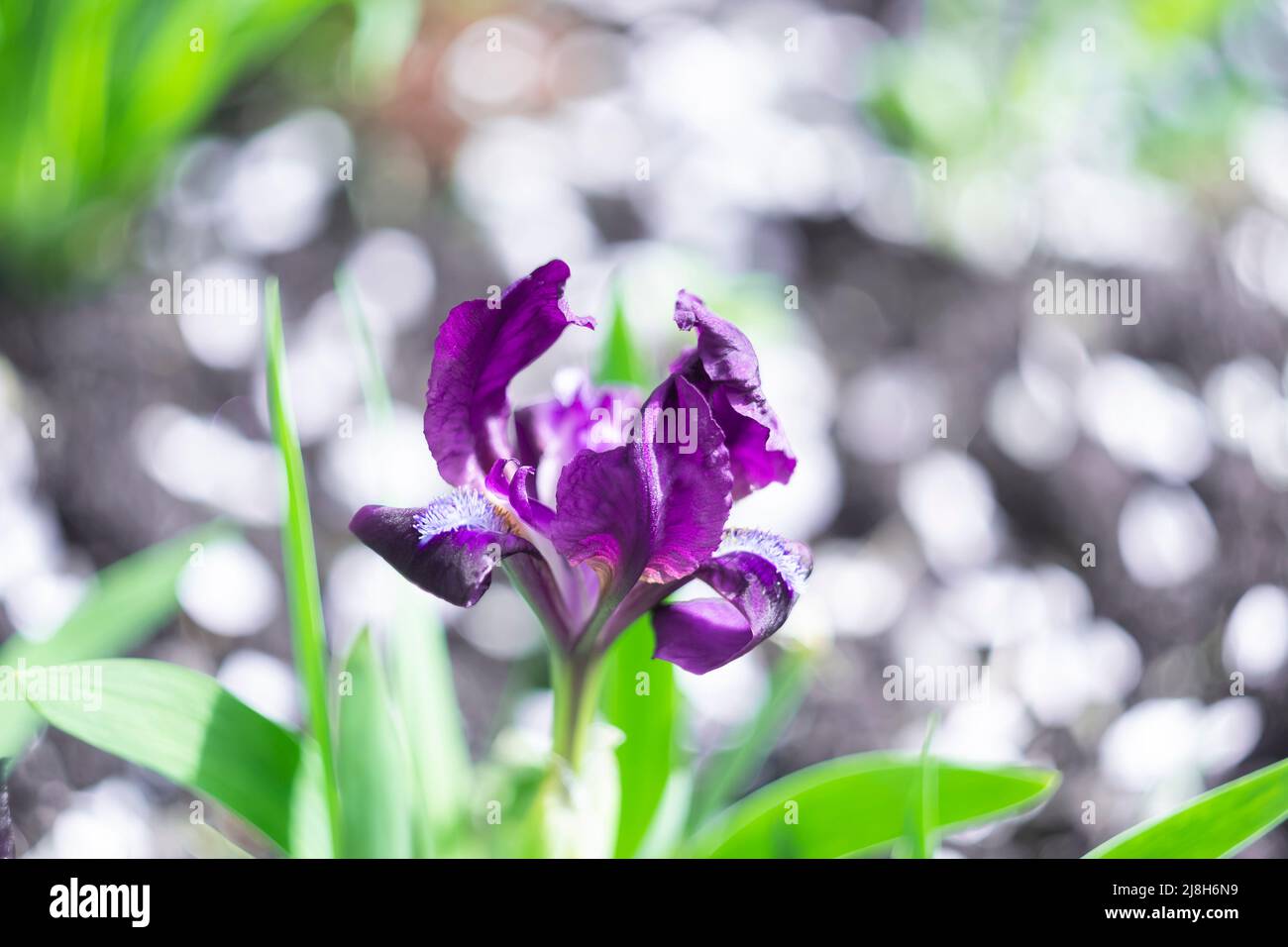 Petit iris violet gros plan, sur un fond défoqué de la terre et des pétales tombés de pommiers Banque D'Images