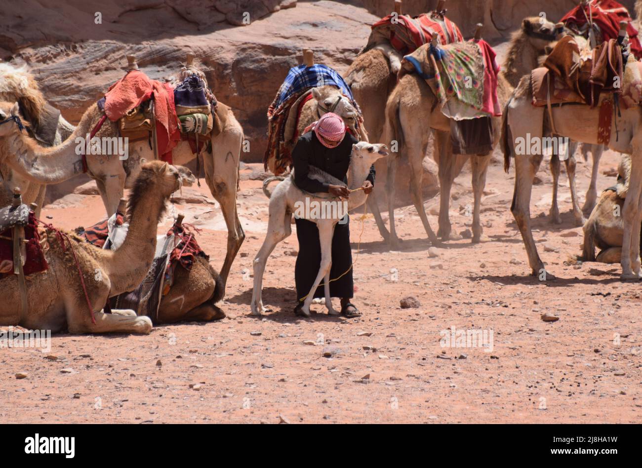 Un homme bédouin délie un petit veau de chameau du reste du train de chameaux pendant qu'ils se reposent un moment dans un camp bédouin Banque D'Images