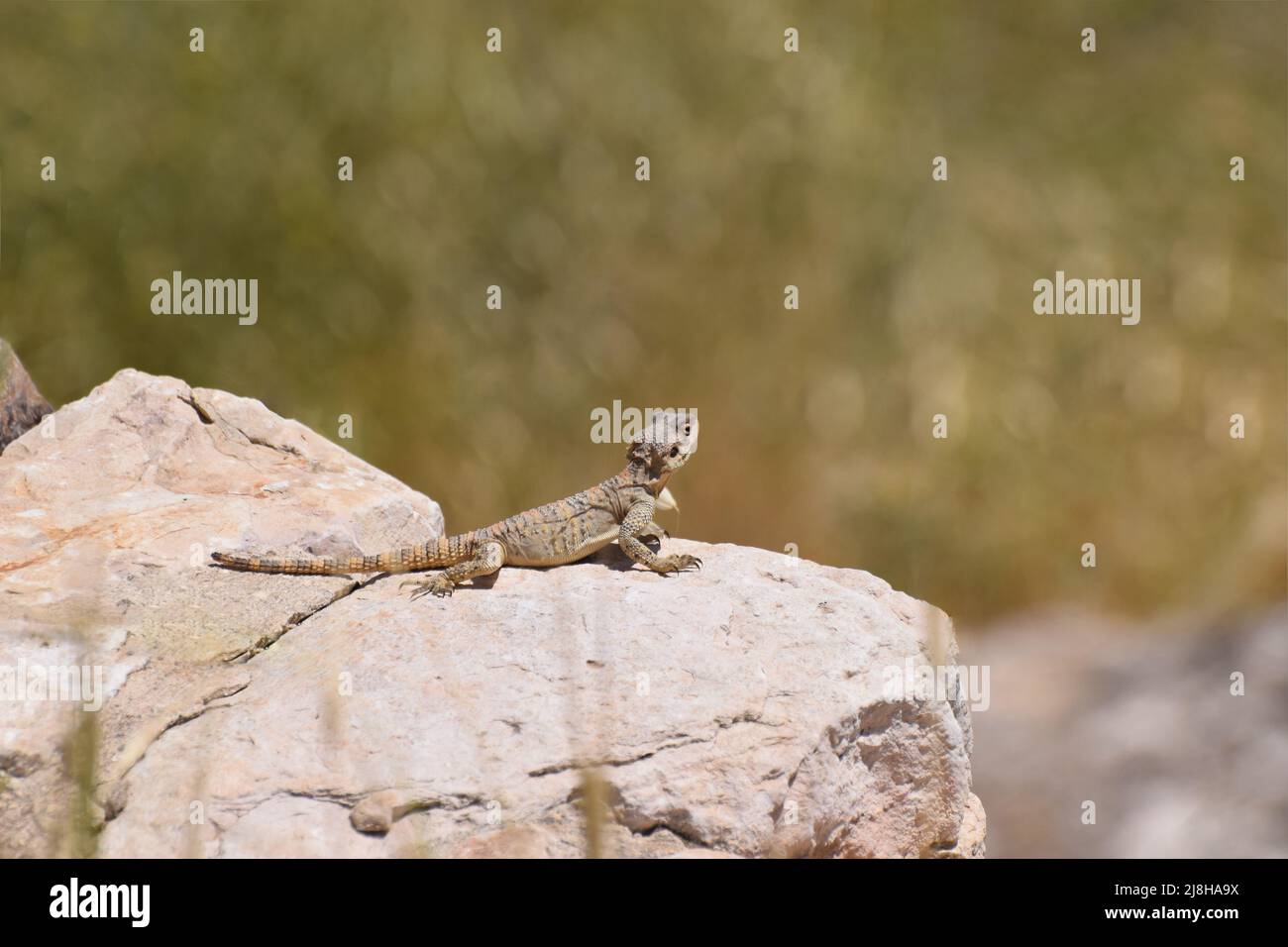 Un lézard dragon peint sauvage Stellagama stellio brachydactyla sur un rocher en Jordanie au Moyen-Orient Banque D'Images