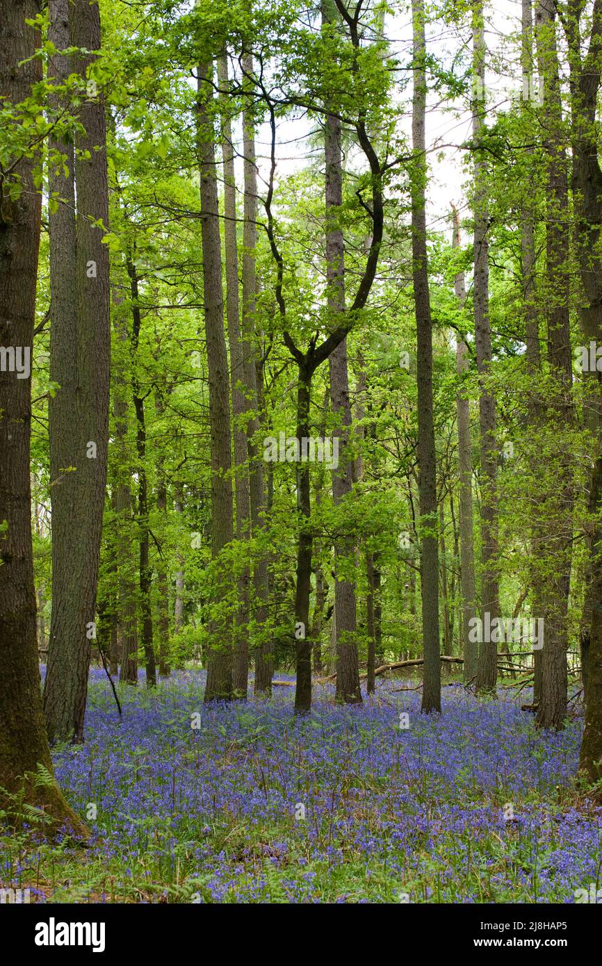 Bluebells en pleine fleur tapis les bois dans l'ouest de l'Oxfordshire au Royaume-Uni Banque D'Images