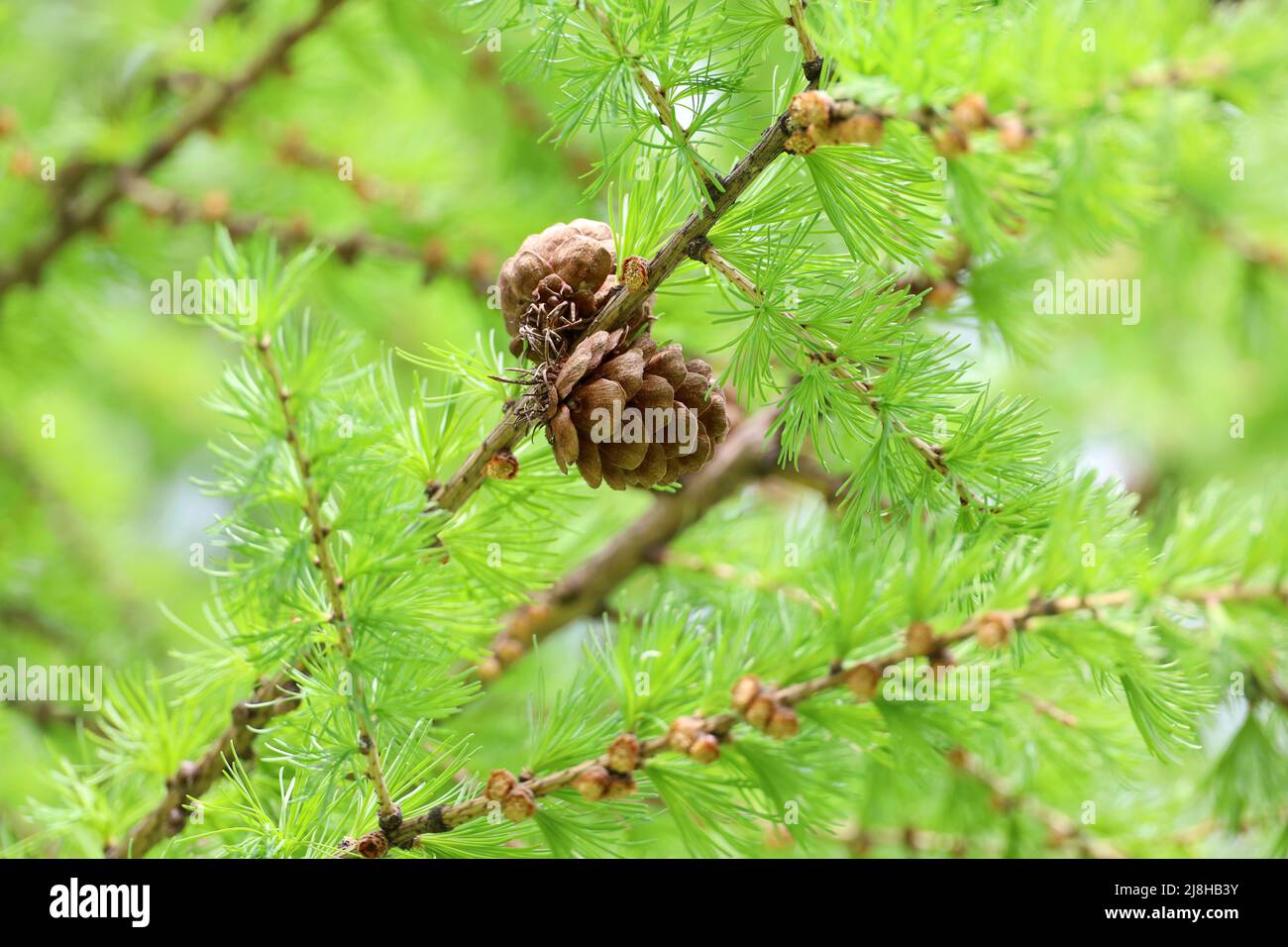 Mélèze au printemps, branches moelleuses vert vif avec cônes Banque D'Images