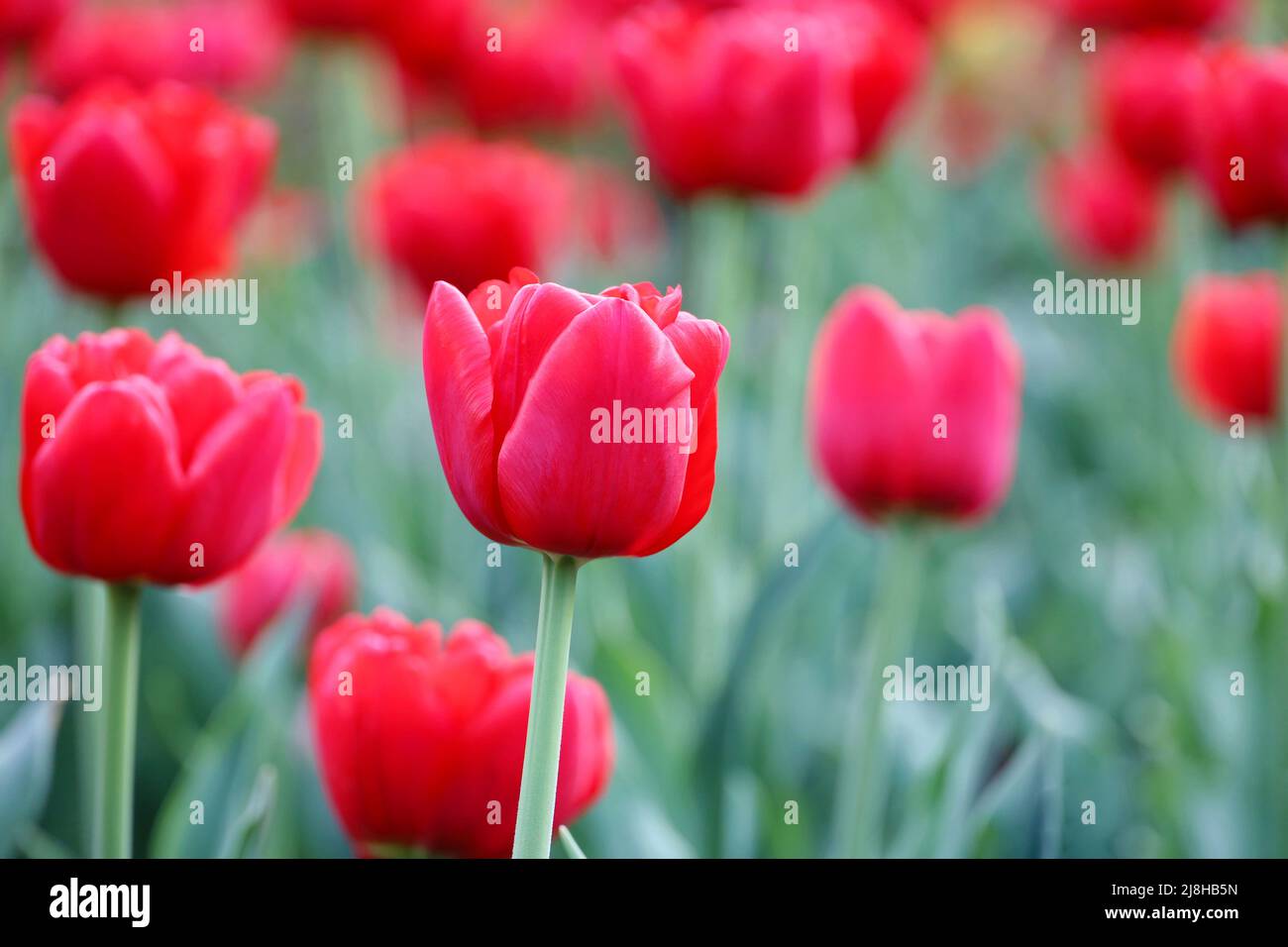 Fleurs de tulipe rouges, fond de printemps coloré. Champ de tulipes fleuris, foyer sélectif Banque D'Images