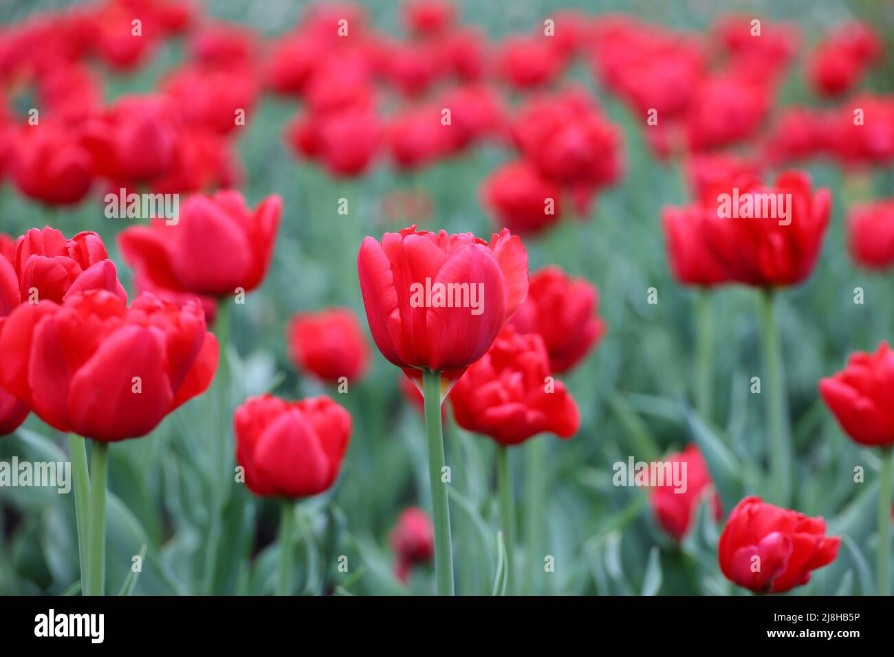 Fleurs de tulipe rouges, fond de printemps coloré. Champ de tulipes fleuris, foyer sélectif Banque D'Images