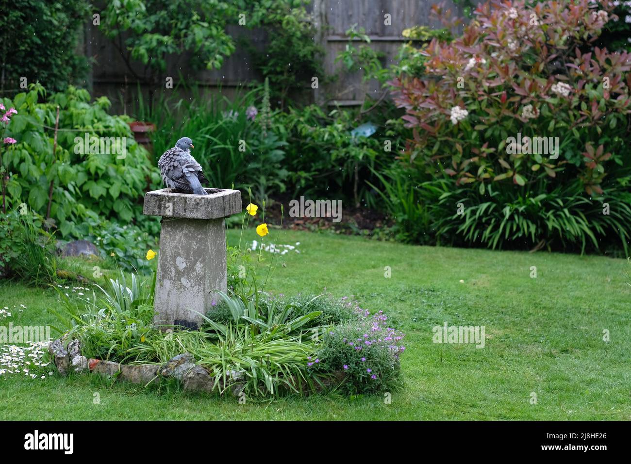 Un pigeon se lavant dans un bain d'oiseau dans un jardin anglais Banque D'Images