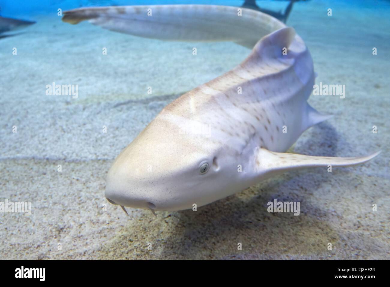 portrait sous-marin de requin zébré juvénile gros plan Banque D'Images