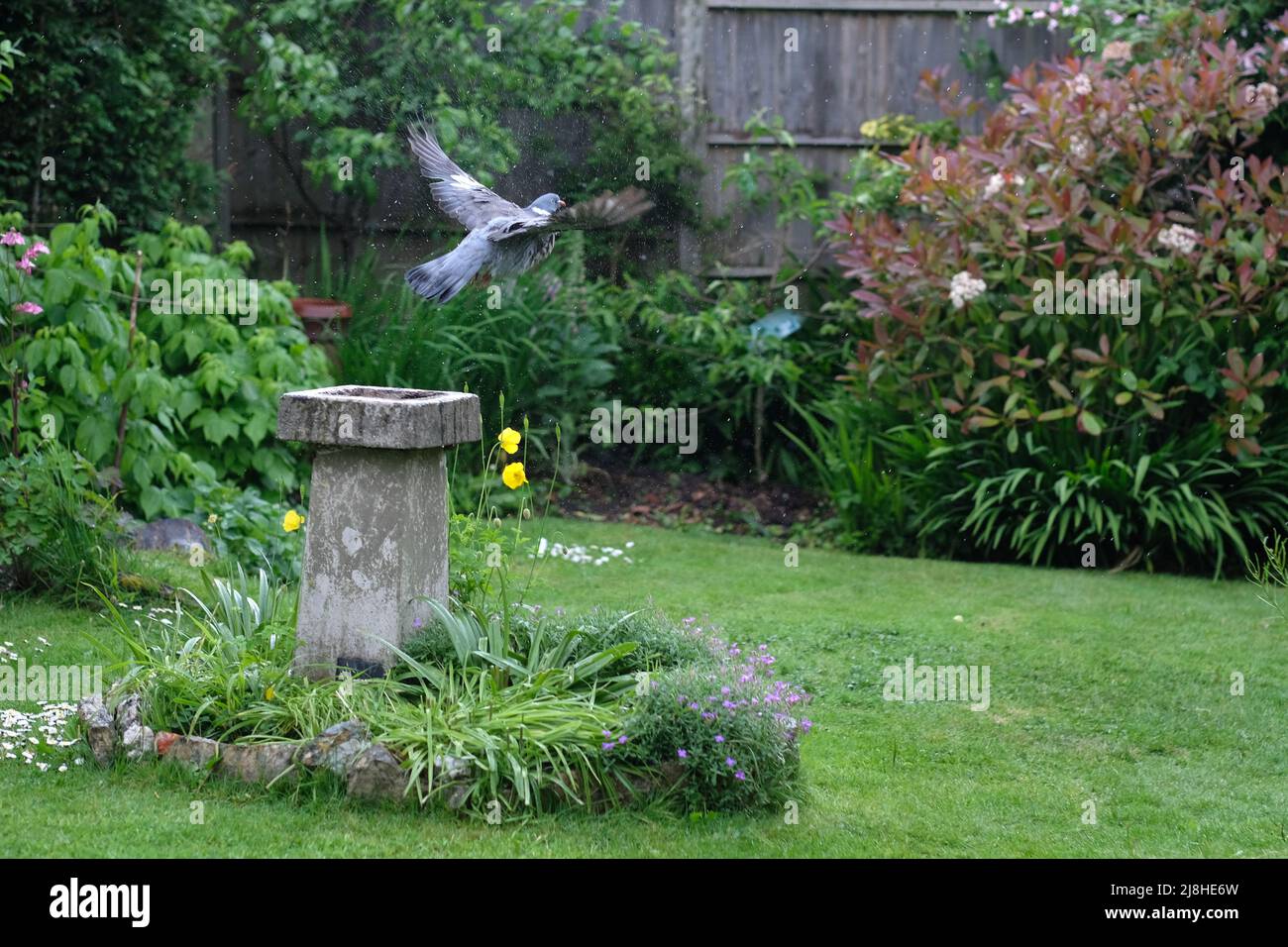 Un pigeon vole loin d'un bain d'oiseau dans un jardin anglais. Banque D'Images