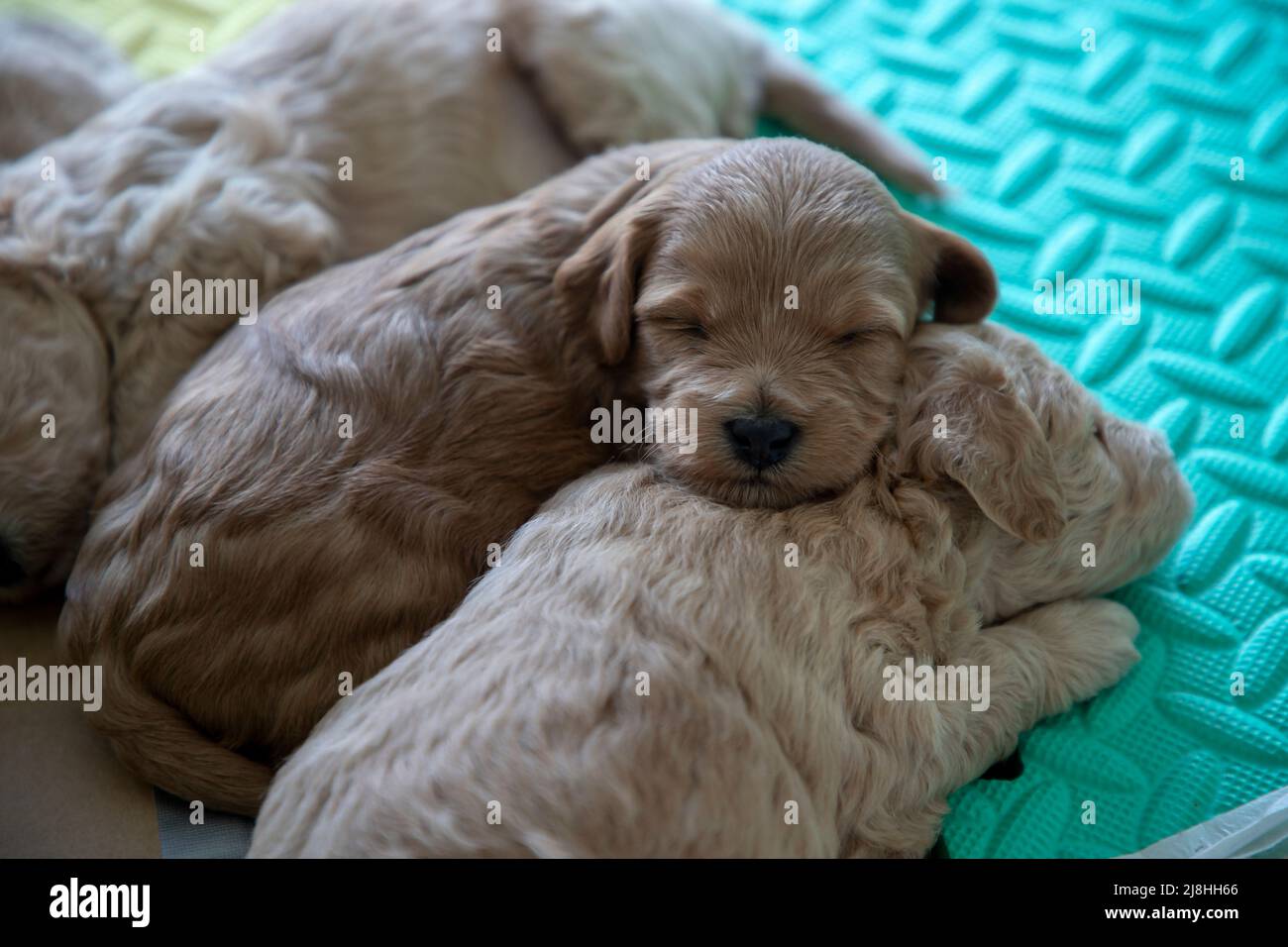 Gros plan sur les chiots de 3 semaines Poochon (mélange Poodle & Bichon) dormant dans une boîte de mise à la cheptel Banque D'Images