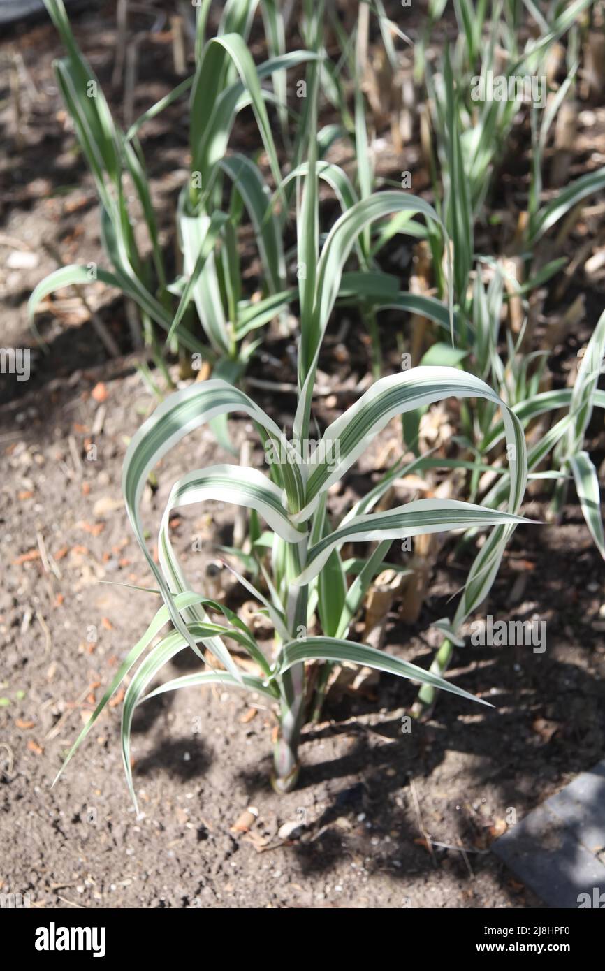 Arundo donax « Peppermint Stick » dans Exotic Garden à RHS Garden Wisley, Surrey, Angleterre, Royaume-Uni, 2022 jours sur 7 Banque D'Images