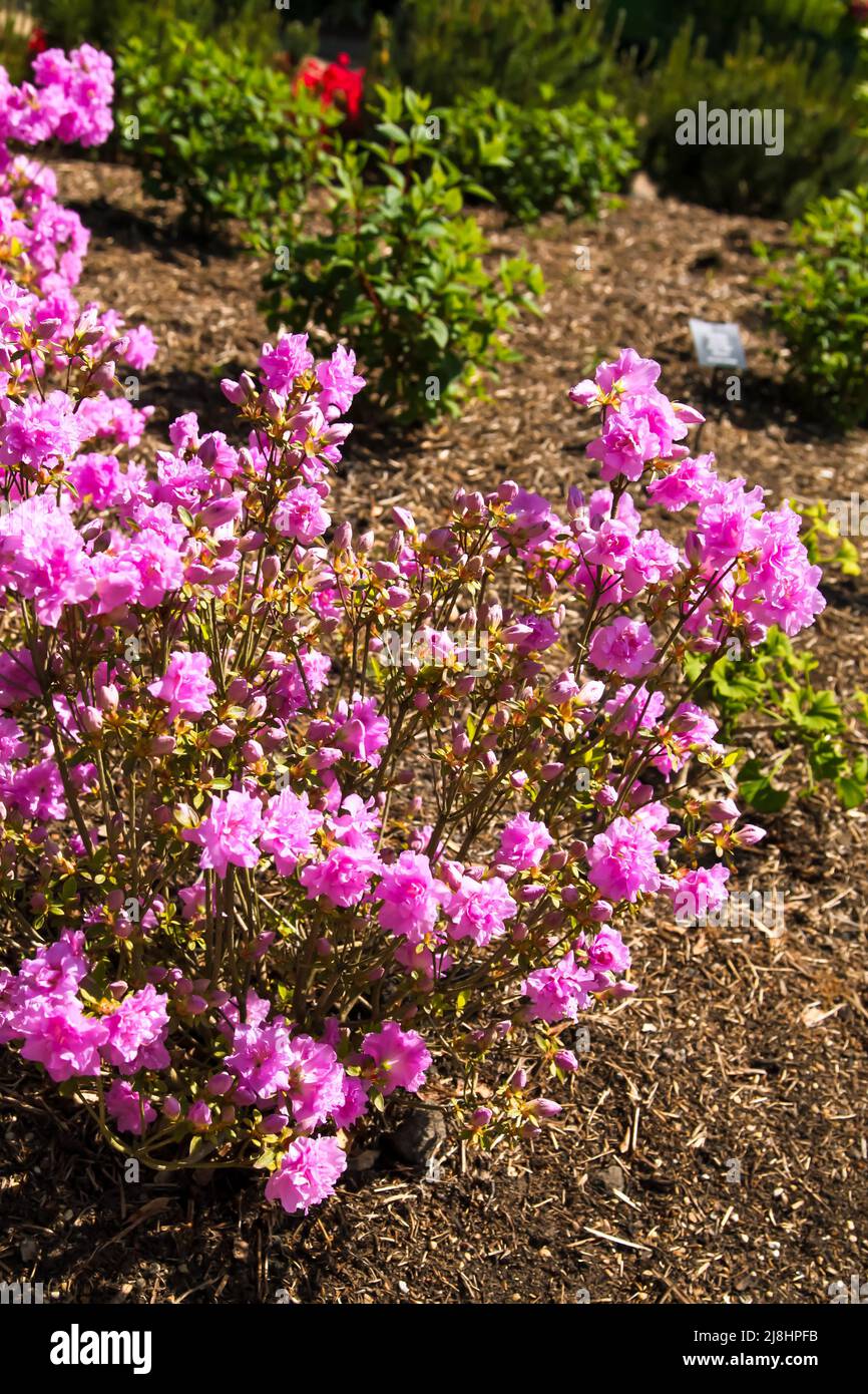 Rhododendron 'Elsie Lee' Japanese Azalea at RHS Garden Wisley, Surrey ...