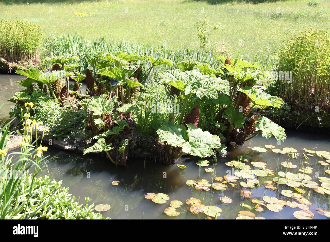 Gunnera manucata 'rhubarbe géante brésilienne' qui pousse au bord des rivières à RHS Garden Wisley, Surrey, Angleterre, Royaume-Uni, 2022 jours Banque D'Images