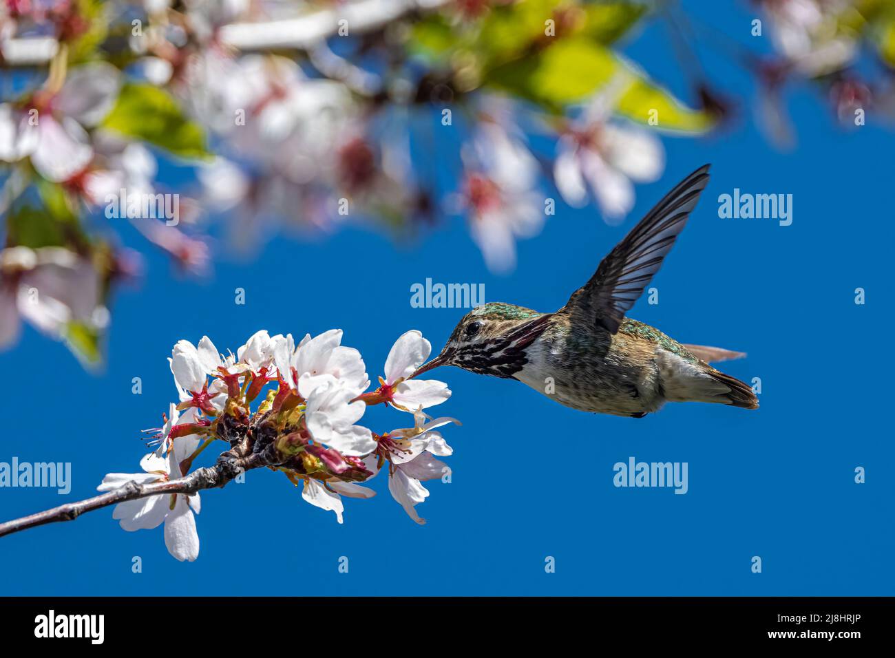 Calliope Hummingbird (Selasphorus calliope) se nourrissant de fleurs de gaies Banque D'Images