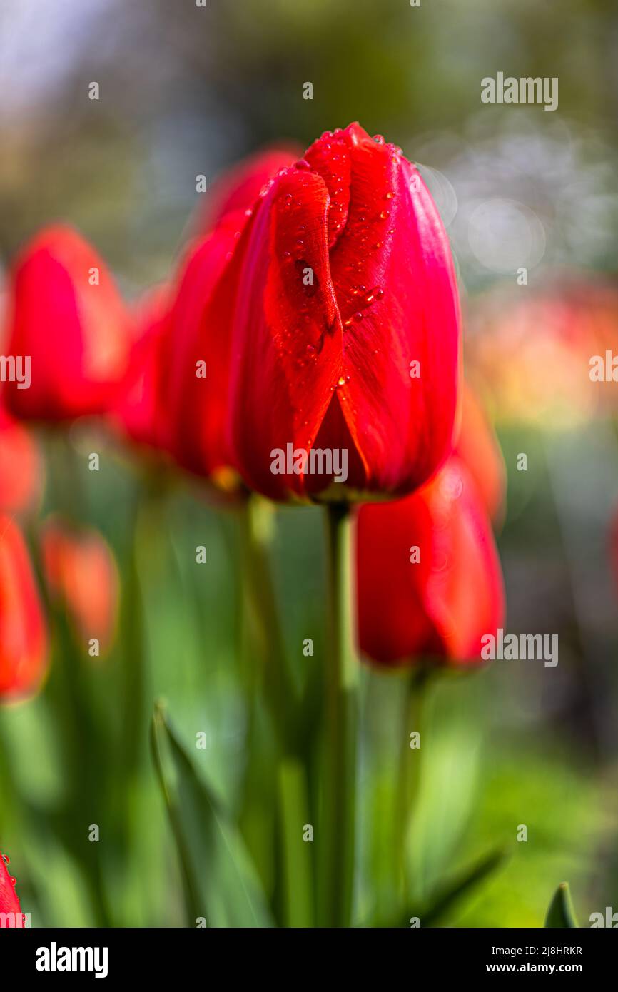 Tulipes rouges fleuries au printemps Banque D'Images