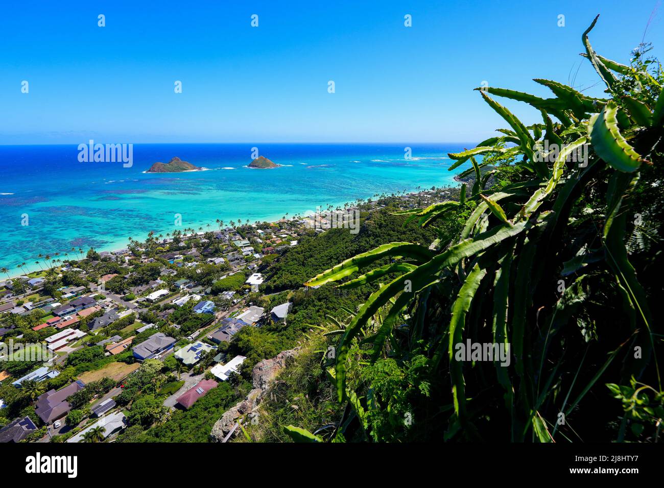 Des cactus au-dessus du quartier de bord de mer de la plage de Lanikai à Kailua, comme vu de la randonnée de Lanikai pilbox, sur le côté est d'Oahu à Hawaii, U Banque D'Images