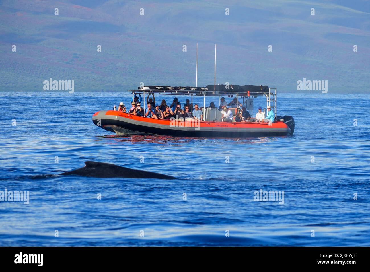 Groupe de touristes sur un hors-bord observant la nageoire d'une baleine à bosse près de Lahaina sur l'île de Maui, Hawaï Banque D'Images