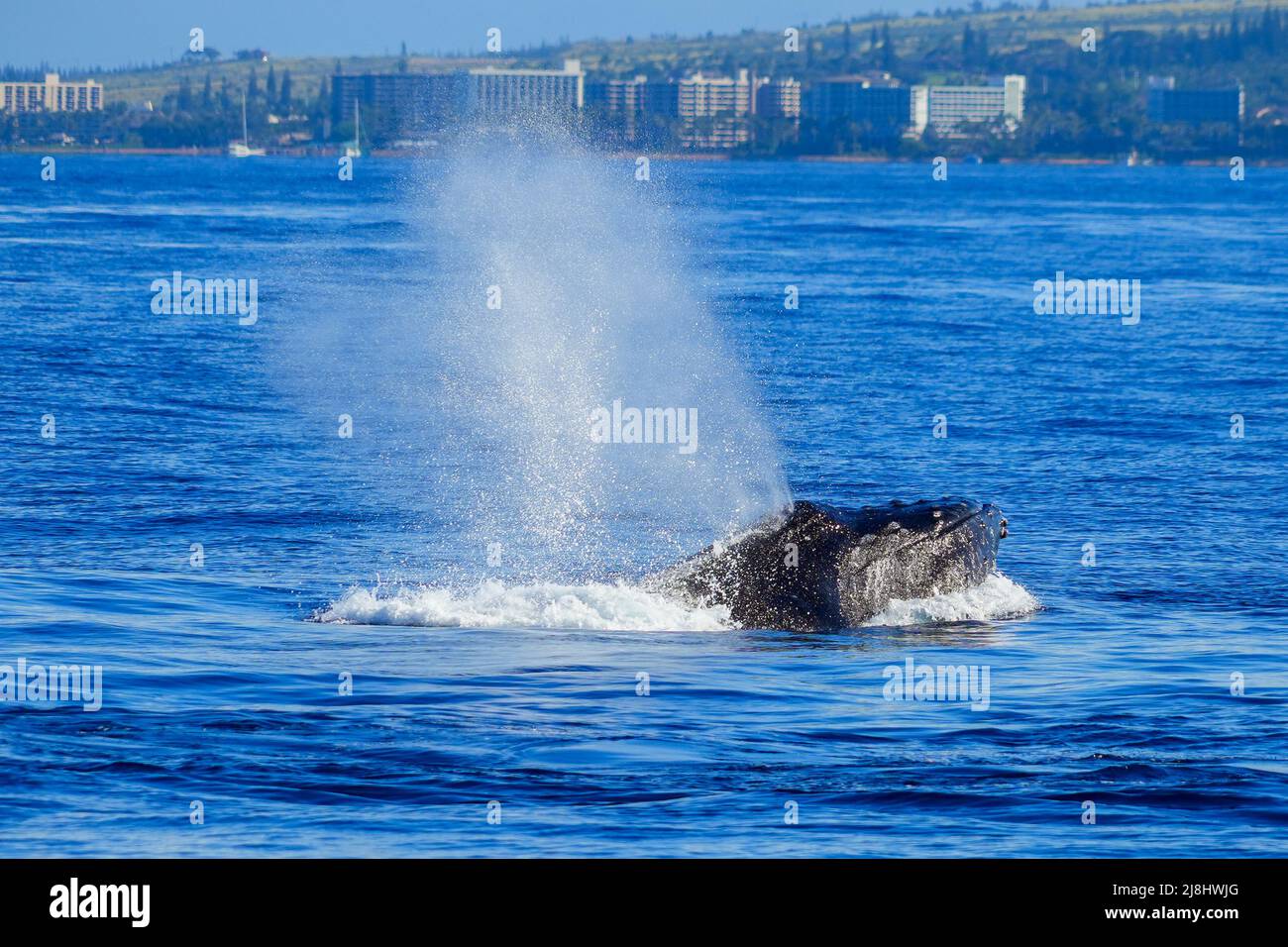 Baleines à bosse pulvérisant de l'eau dans les eaux entre Maui et les îles Lanai à Hawaï pendant la migration hivernale des baleines - respiration de mammifères marins géants Banque D'Images