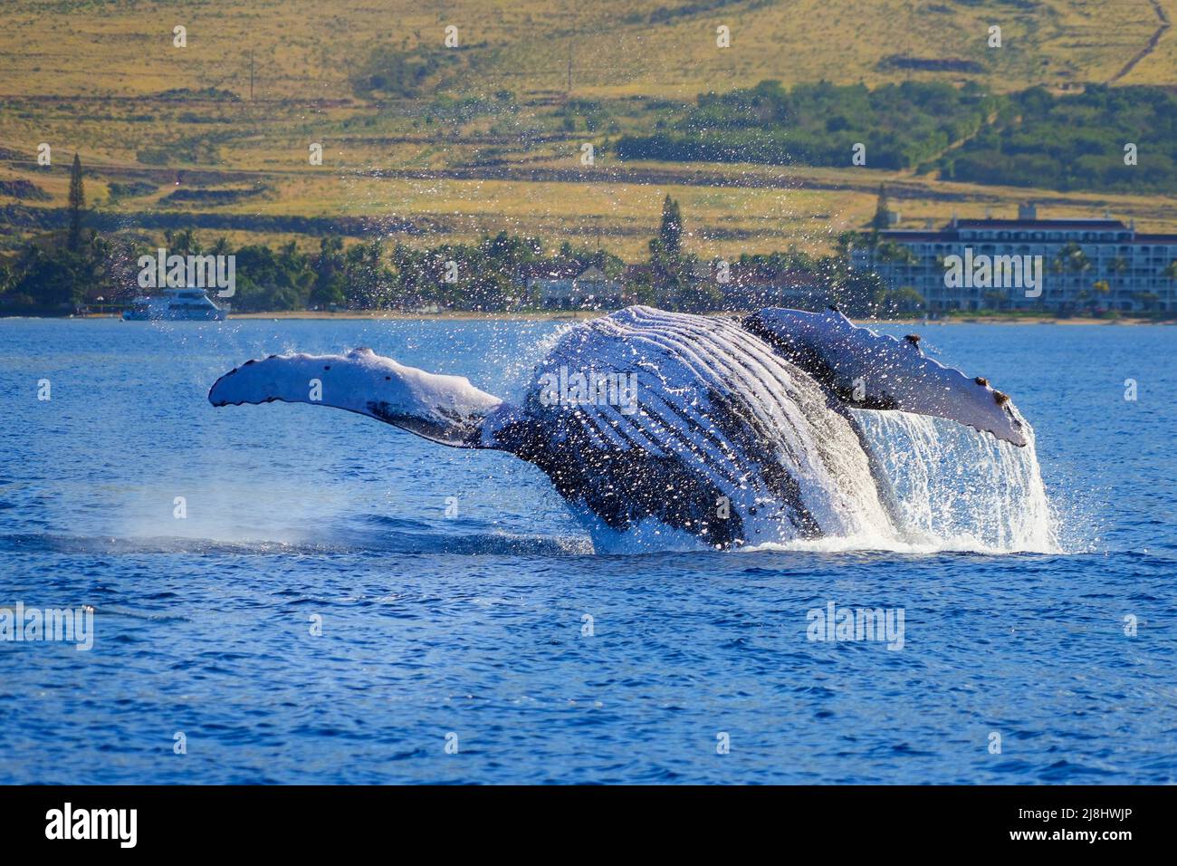 Baleine à bosse qui brise les eaux entre Maui et les îles Lanai à Hawaï pendant la migration des baleines en hiver - mammifère marin géant propulsant son bo Banque D'Images