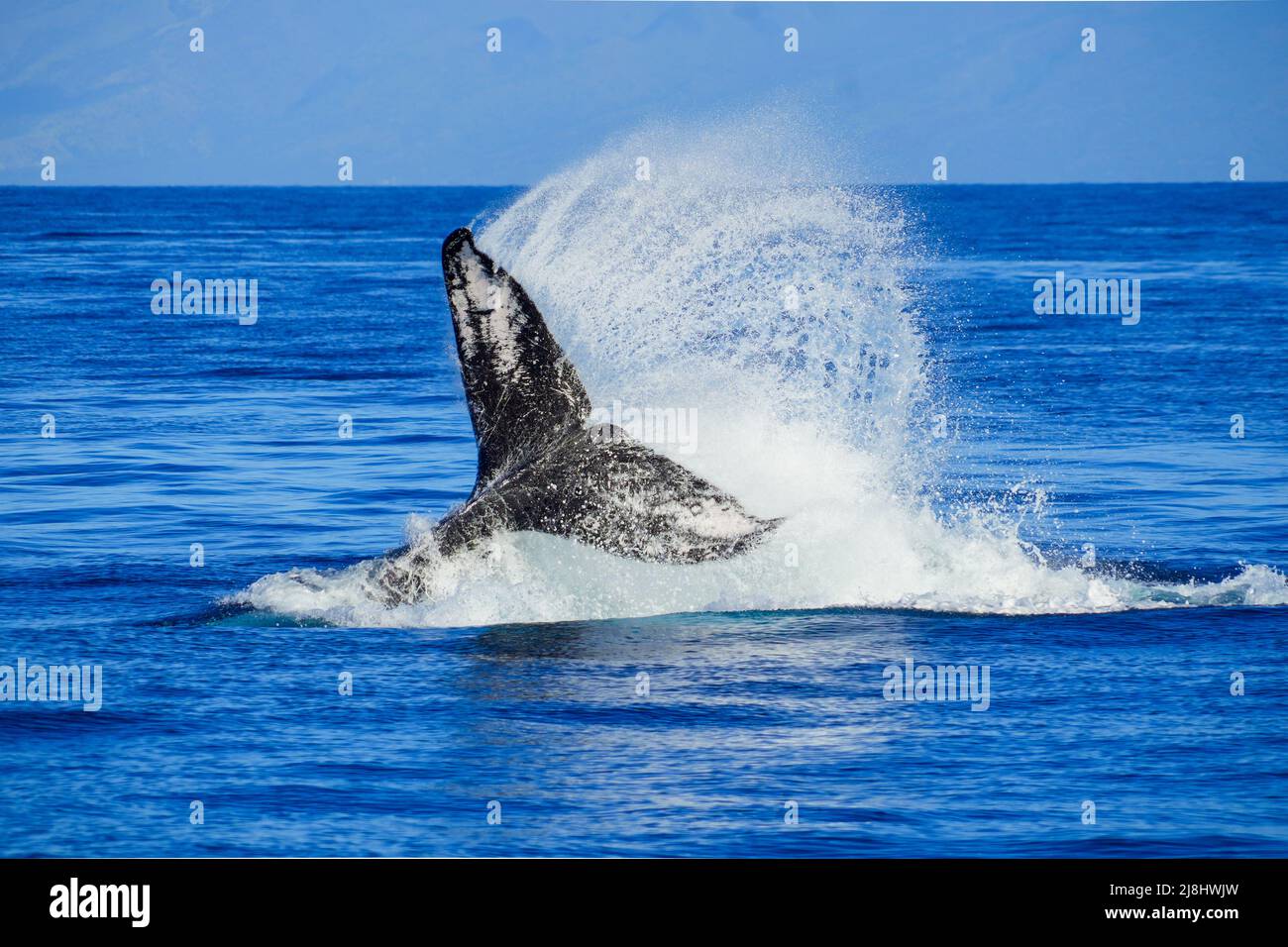 Queue d'une baleine à bosse qui éclabousse de l'eau à grande vitesse pendant un jeu en famille dans les eaux entre Maui et les îles Lanai à Hawaï pendant l'hiver W Banque D'Images