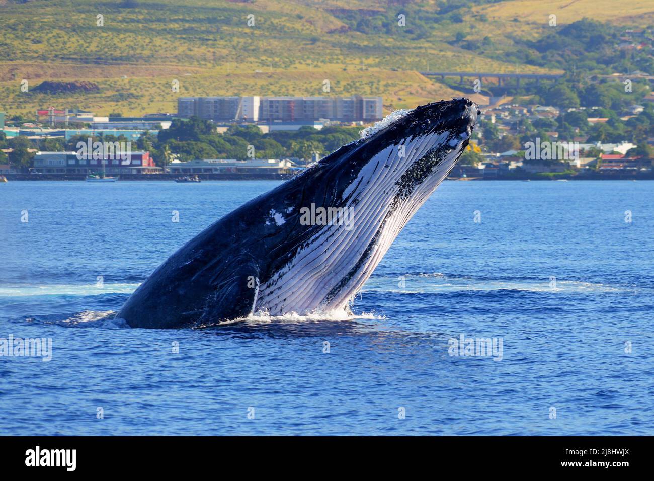 Baleine à bosse qui brise les eaux entre Maui et les îles Lanai à Hawaï pendant la migration des baleines en hiver - mammifère marin géant propulsant son bo Banque D'Images