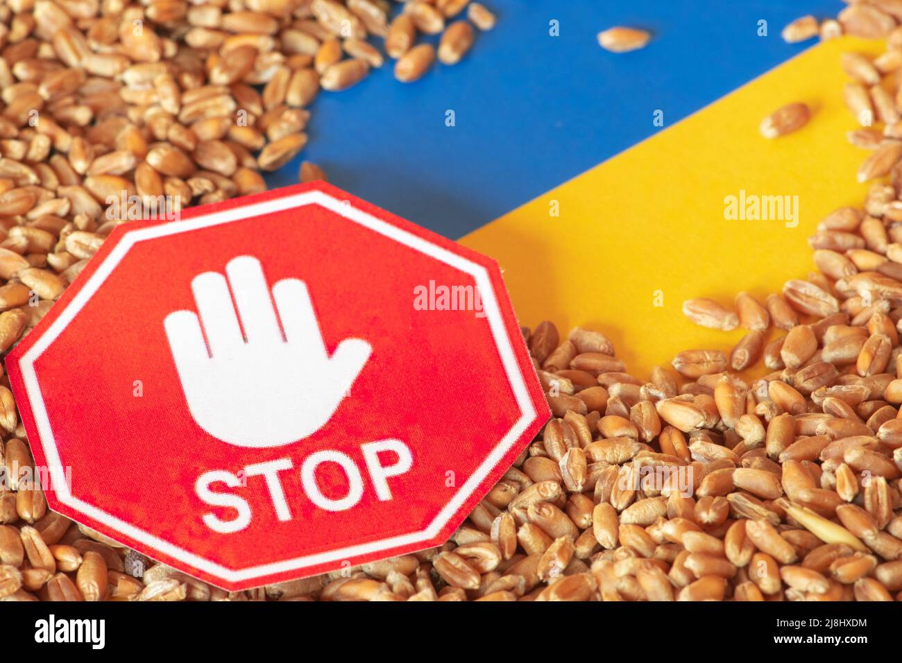 Grains de blé sur le drapeau jaune et bleu de l'Ukraine avec un signe d'arrêt, crise des grains de l'Ukraine, concept de crise mondiale de la faim due à la guerre Banque D'Images