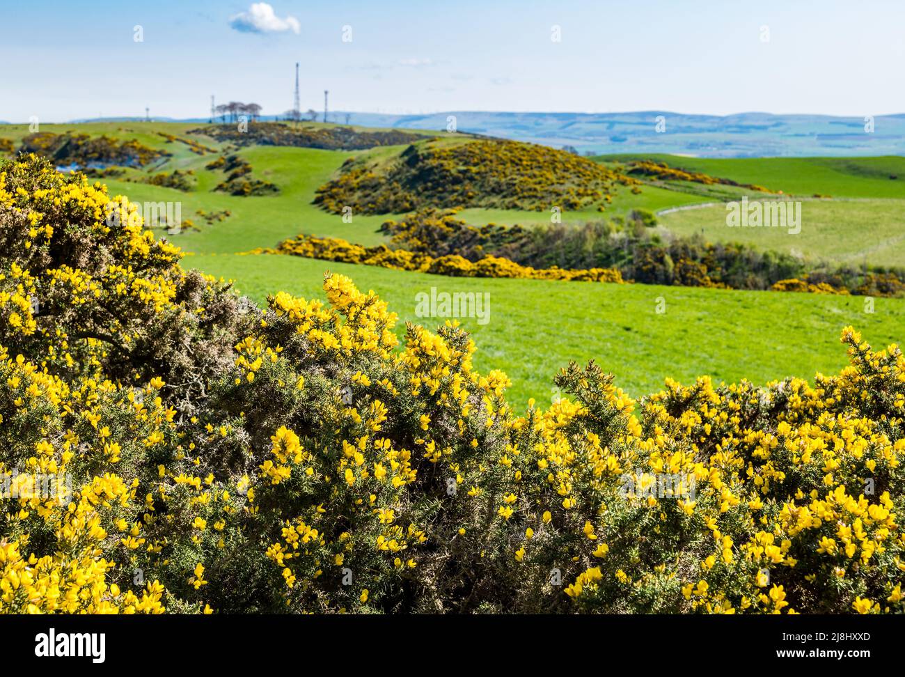 Des gorges à fleurs jaunes au soleil avec vue sur les collines de Garleton le jour ensoleillé, East Lothian, Écosse, Royaume-Uni Banque D'Images