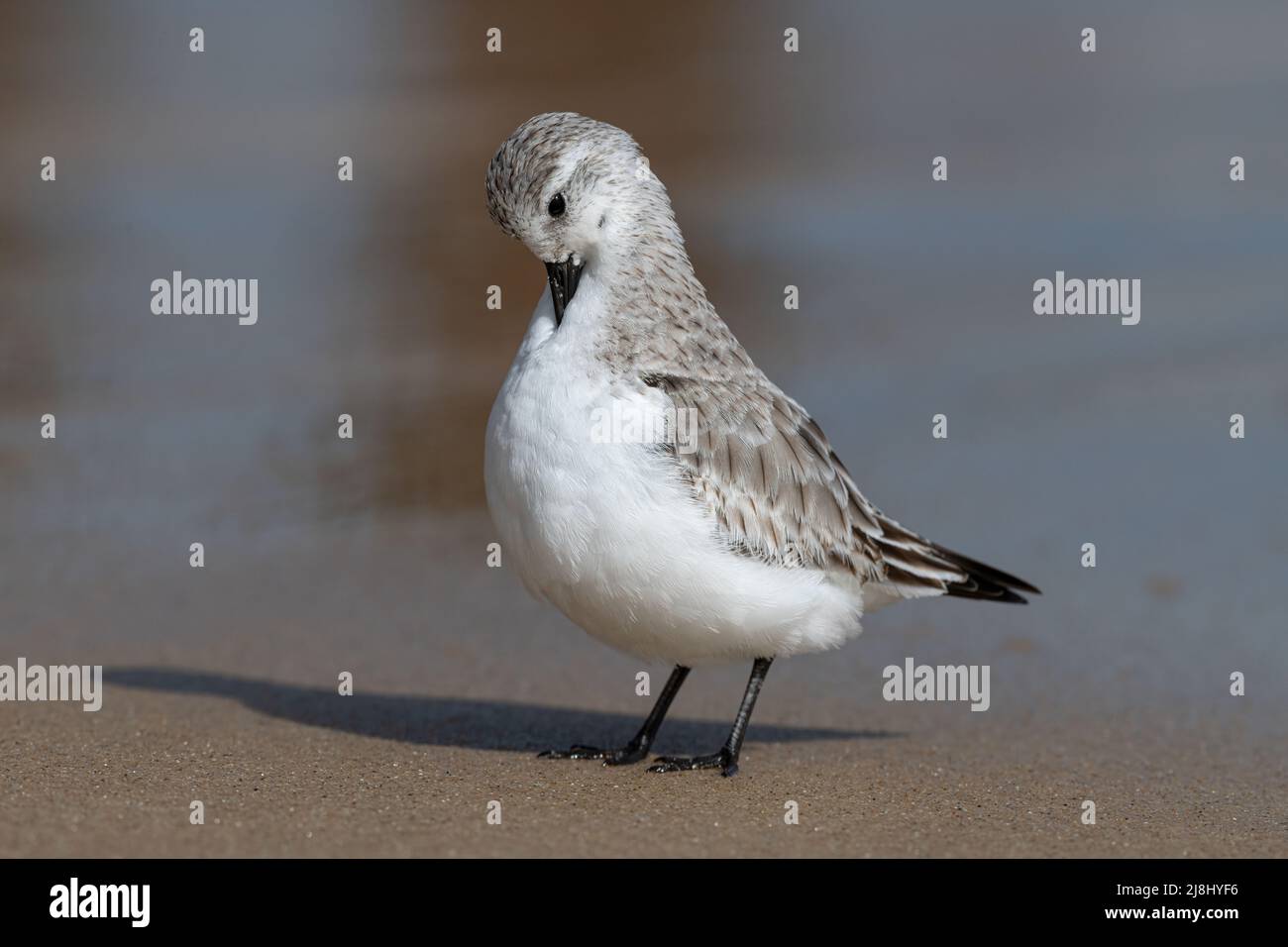 Sanderling, Calidris alba, petit wader sur le preening d'oiseaux hivernant, Norfolk, Royaume-Uni Banque D'Images