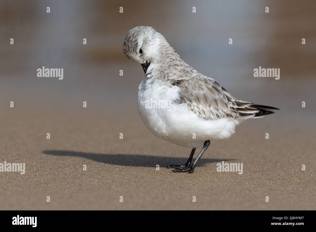Sanderling, Calidris alba, petit wader sur le preening d'oiseaux hivernant, Norfolk, Royaume-Uni Banque D'Images