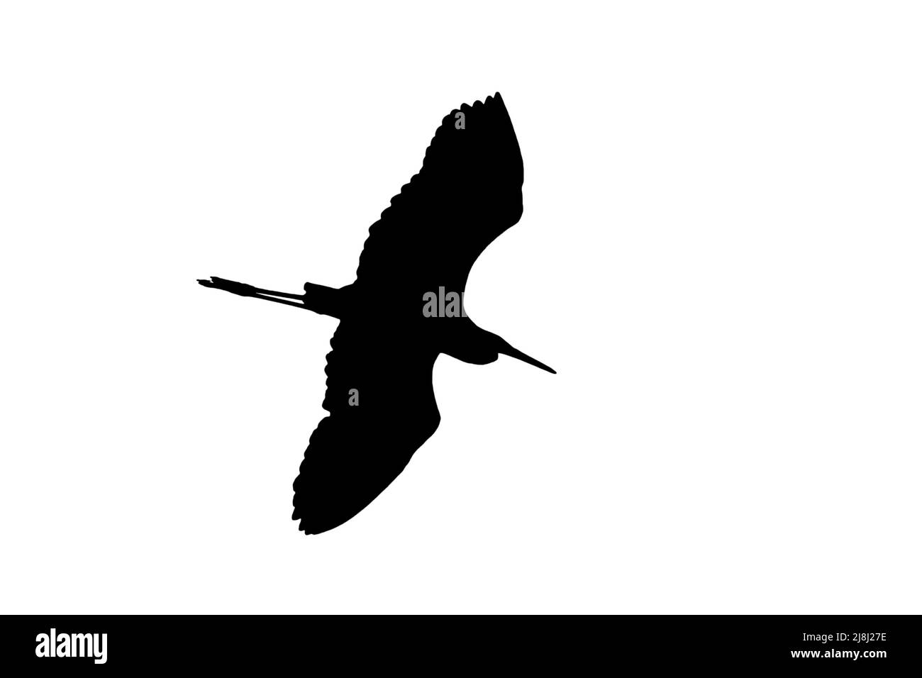 Silhouette de grande aigrette blanche / aigrette commune (Ardea alba) en vol, entourée d'un fond blanc pour montrer les formes d'ailes, de tête et de queue Banque D'Images