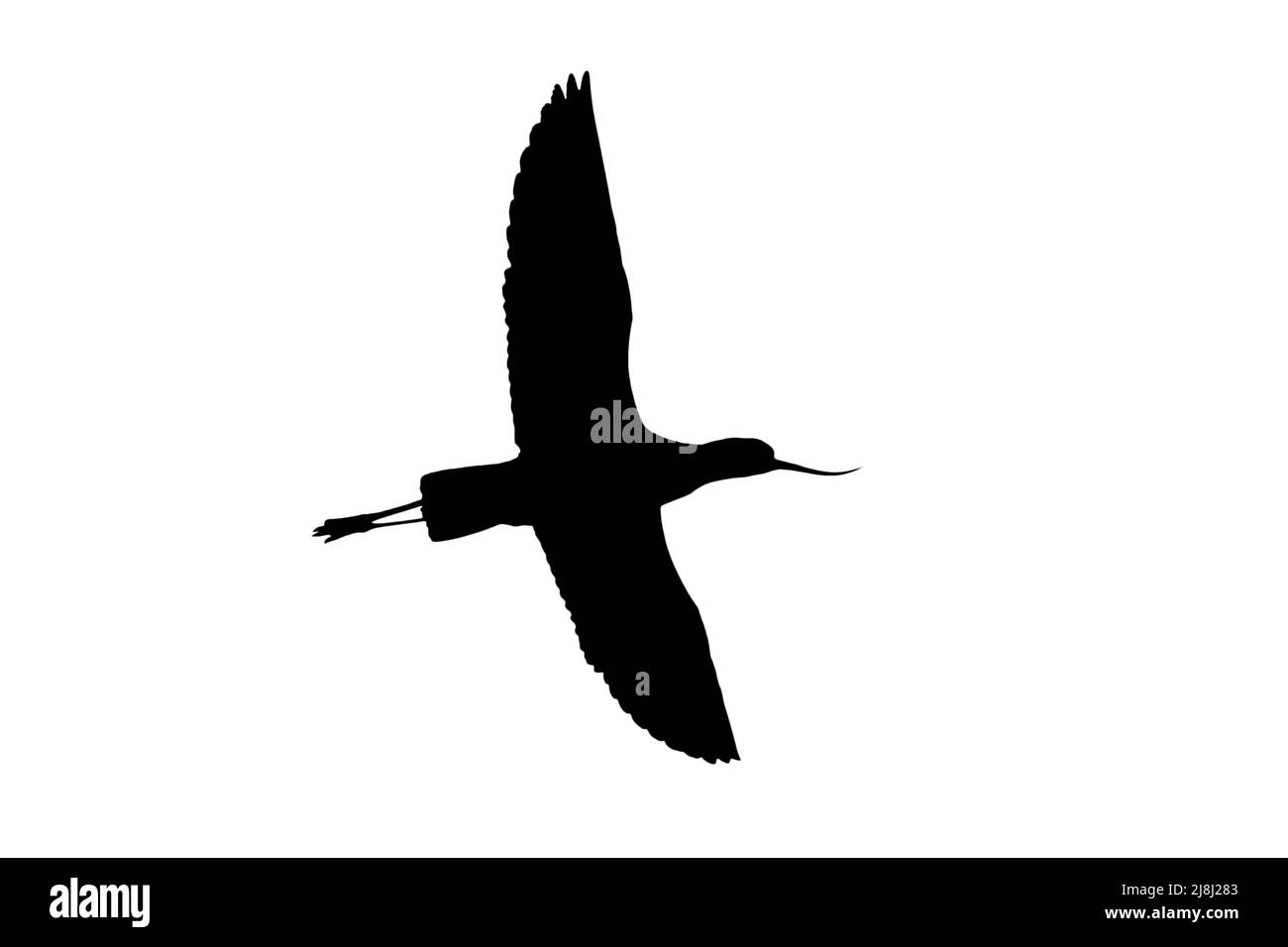Silhouette d'avocat à pied (Recurvirostra avosetta) en vol, entourée d'un fond blanc pour montrer les formes des ailes, de la tête et de la queue Banque D'Images