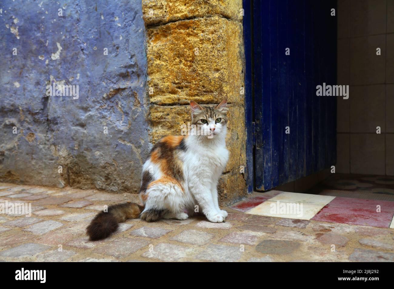 Chats de rue d'Essaouira, Maroc. Chat local de calico domestique assis à l'entrée du hammam. Banque D'Images